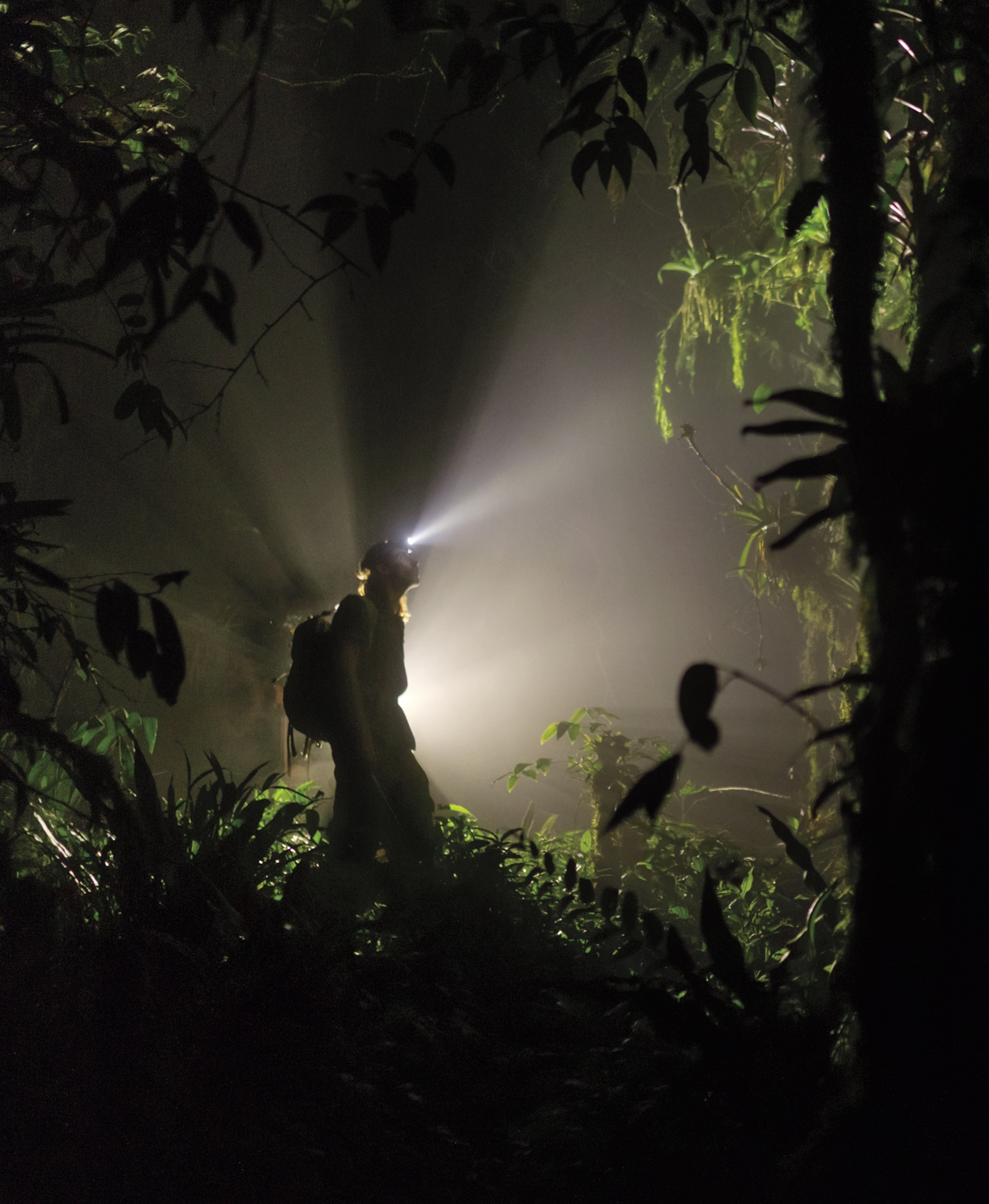 Scientist is searching with headlight the dripping forest at night for jade vipers.