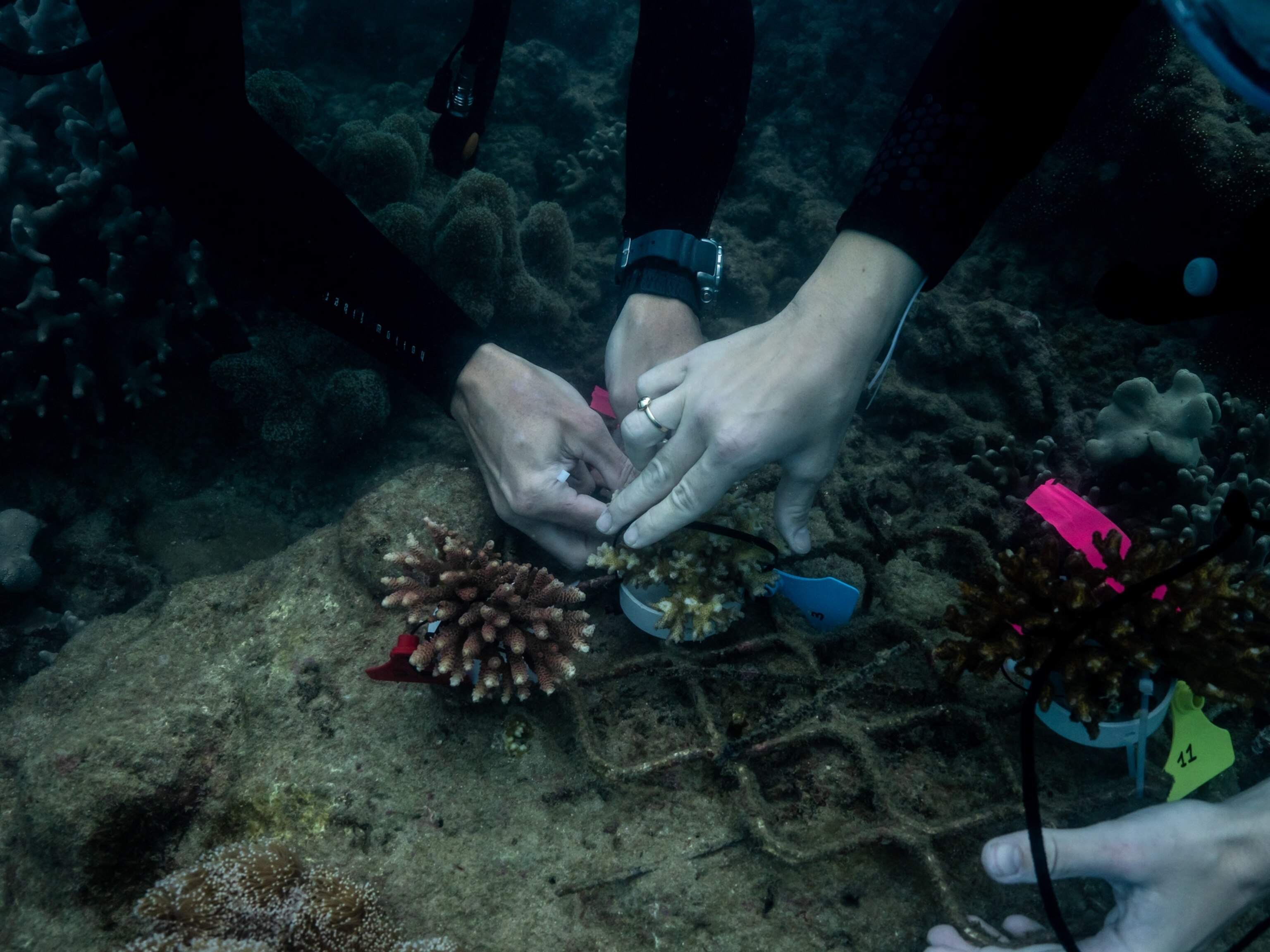 New science could save dying coral reefs, in the Great Barrier Reef and ...