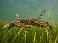 Blue Crab Underwater Blue Crab Underwater