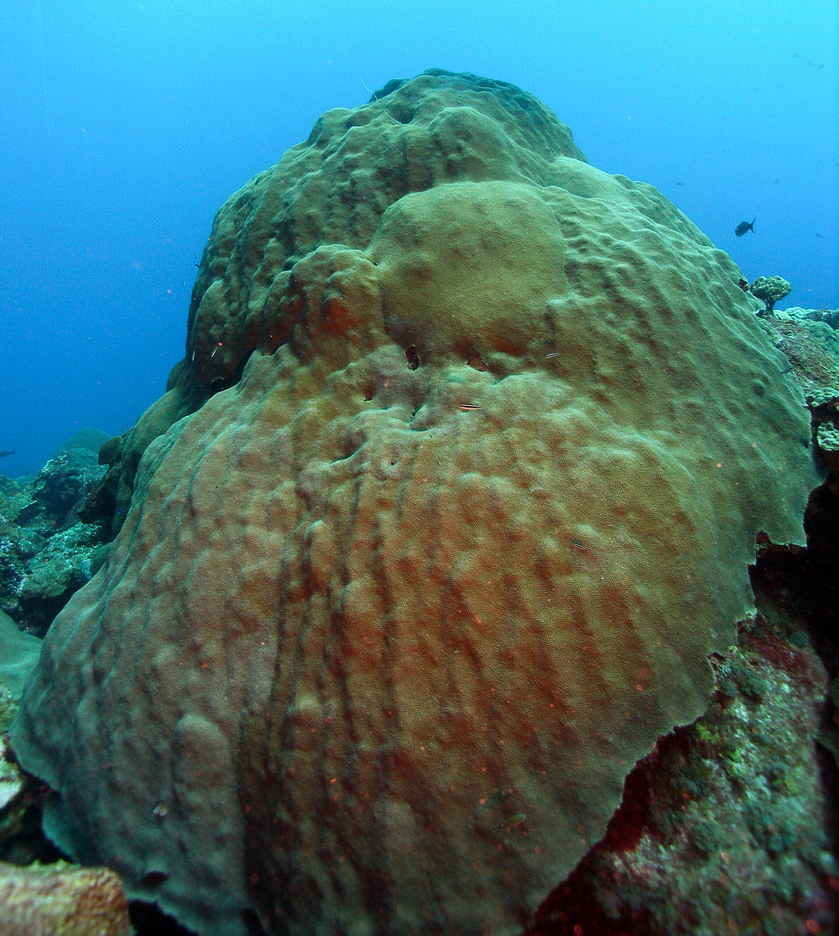 Mountainous star coral picture - proposed for protection under the Endangered Species Act.