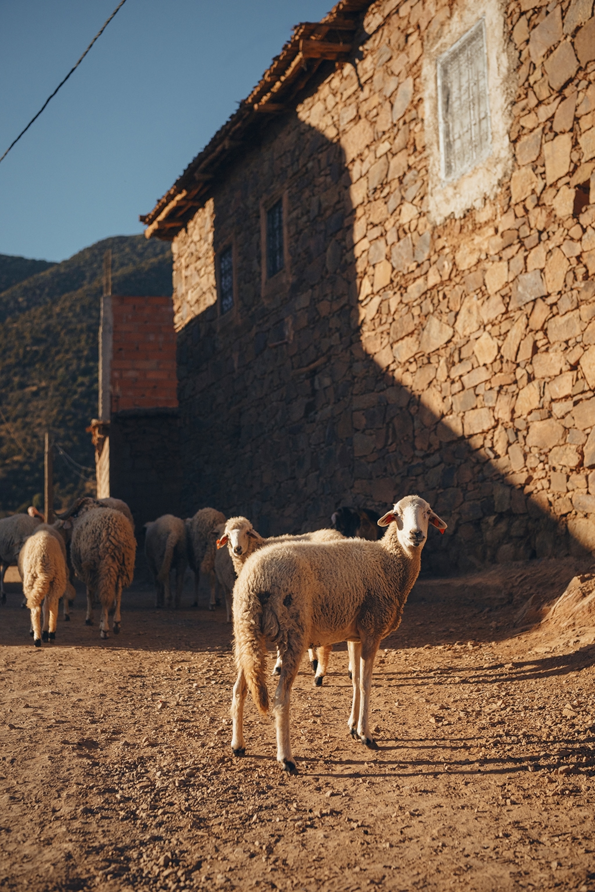 A herd of sheep on a farm heading to a shed, while one of the sheep stands separate from the rest, its head turned to face the camera.