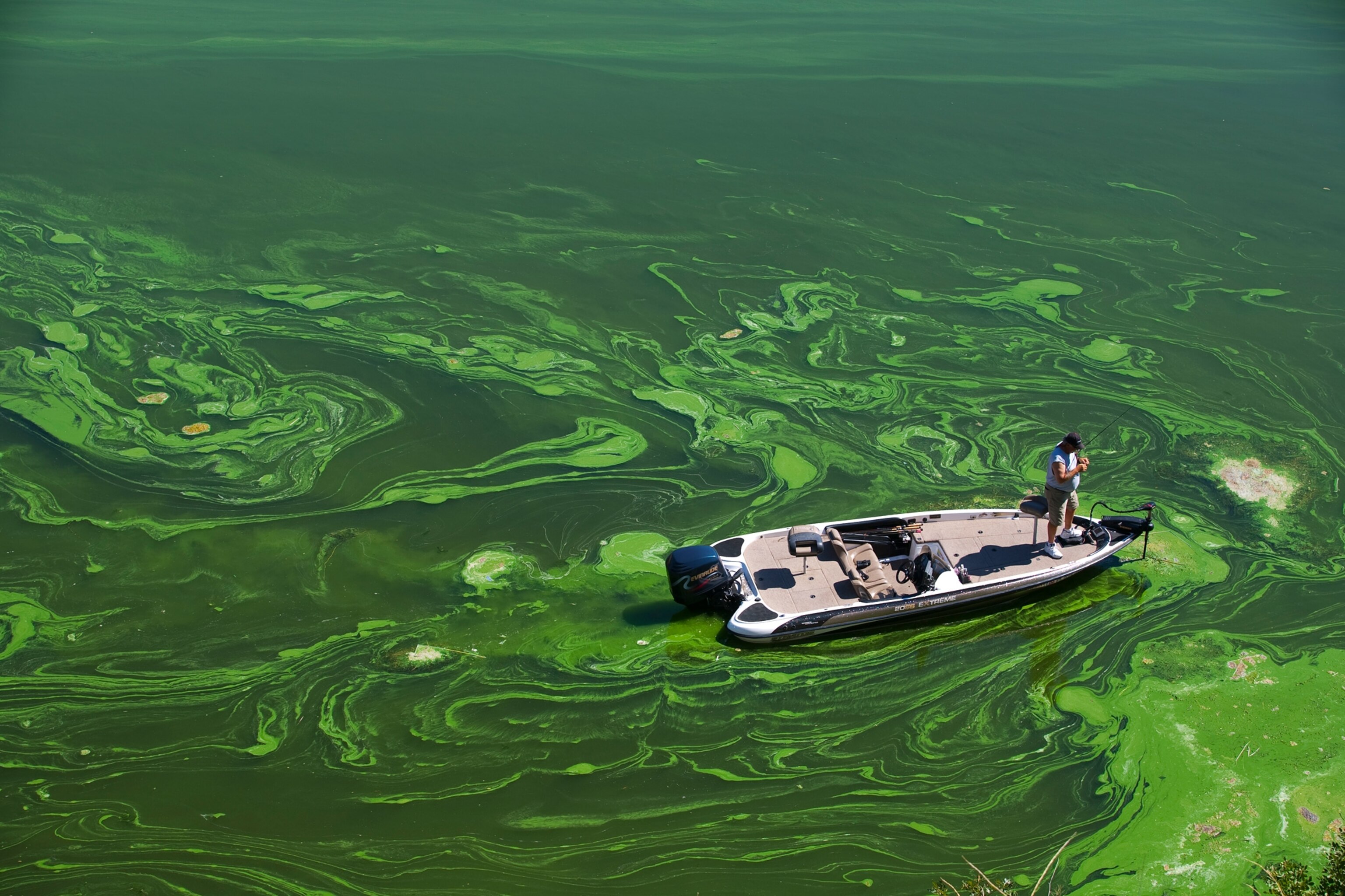 Pictures Extreme algae blooms expanding worldwide