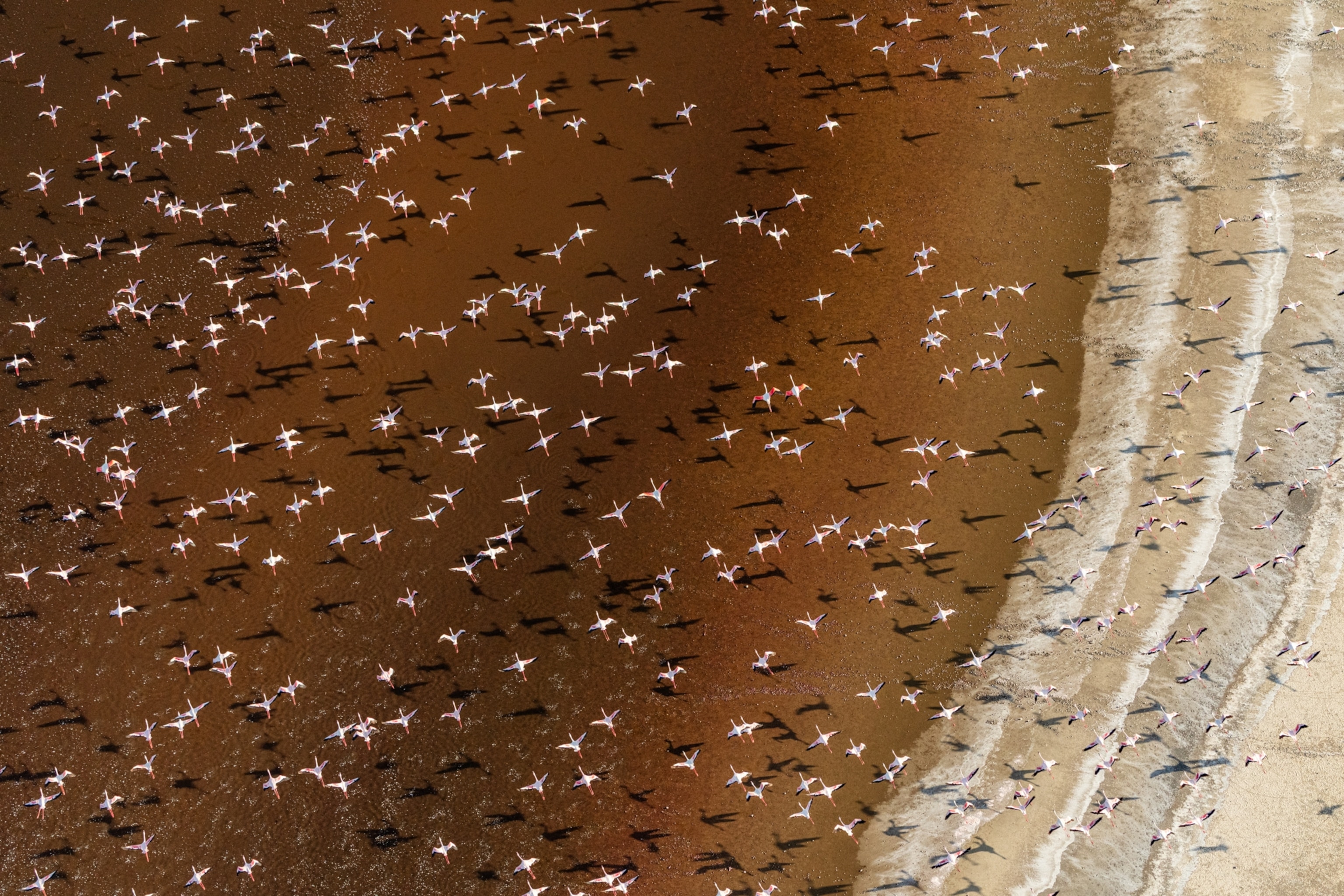 Aerial view of numerous flamingos with pink and white feathers gathered on a brown, muddy shore.