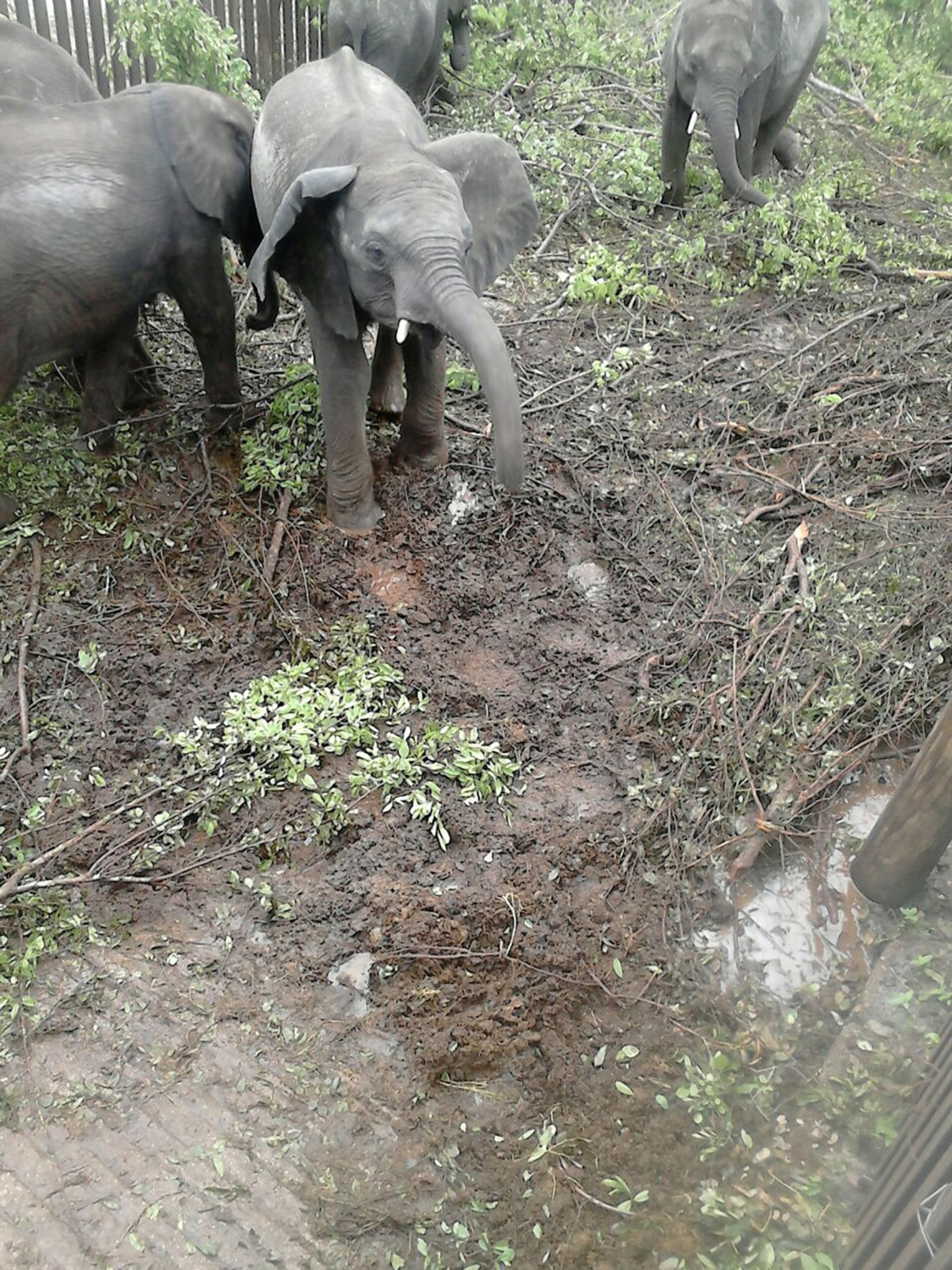 wet, muddy enclosure holds at least five calves