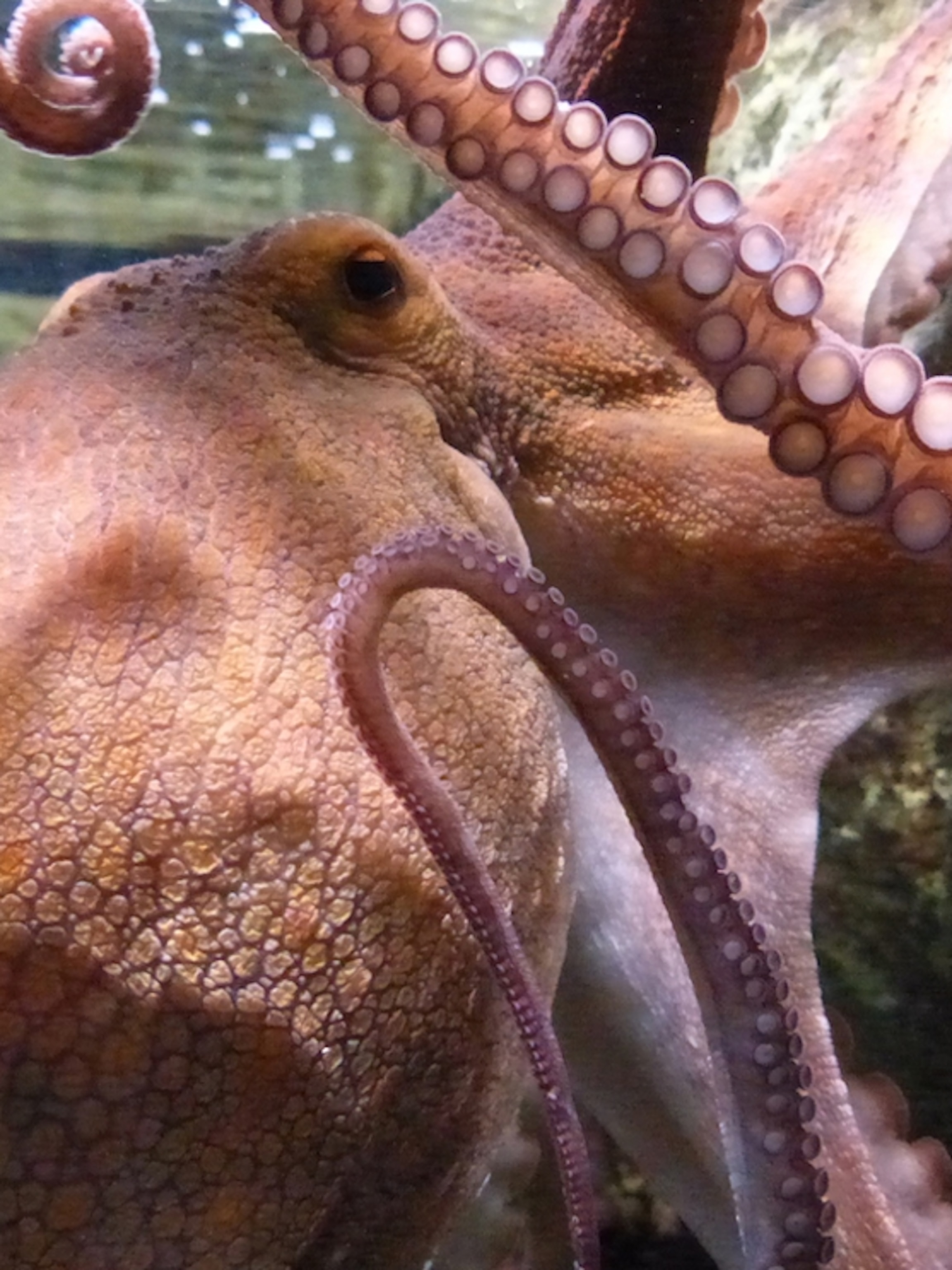Octopuses, and Maybe Squid, Can Sense Light With Their Skin