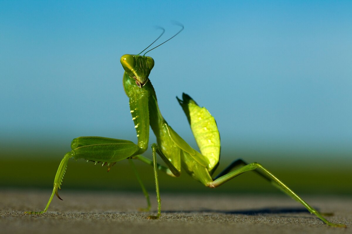 What to Know for Praying Mantis Mating Season