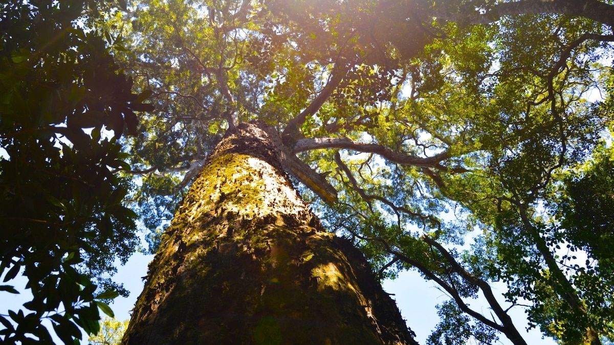 The Big Tree | National Geographic