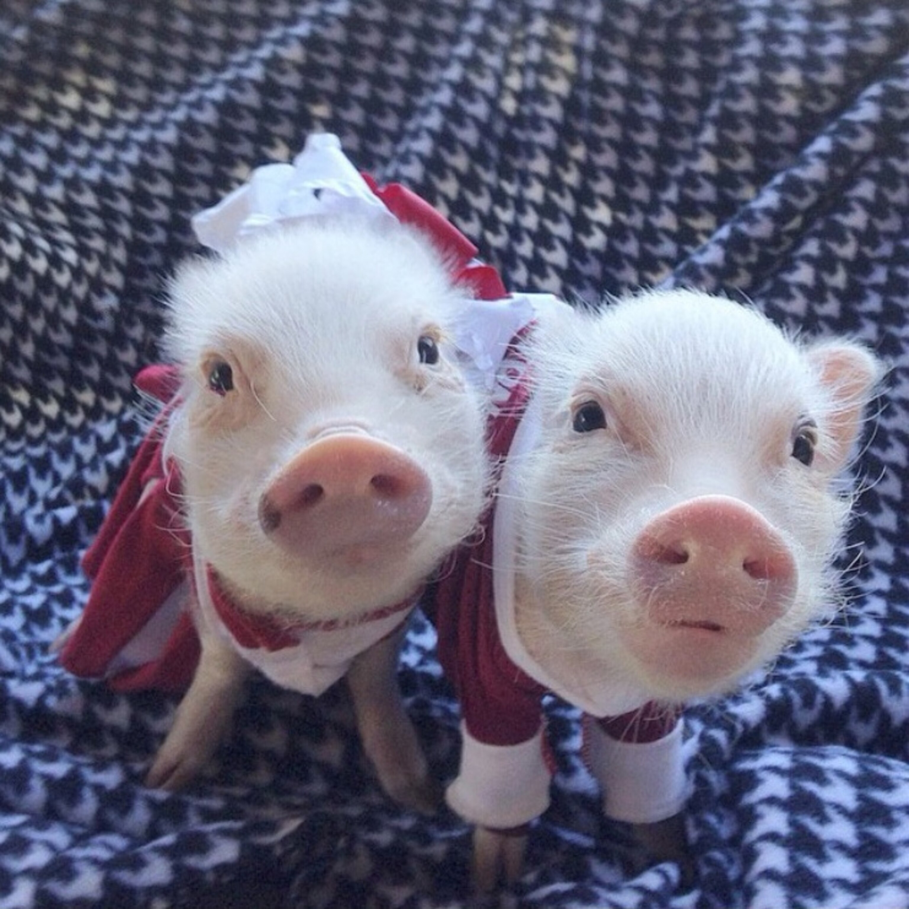 "I am an Alabama graduate and Priscilla wore a Bama cheerleading uniform all last season. This was the first time she had her little brother Poppleton to wear a jersey with her on game day. ROLL TIDE!"