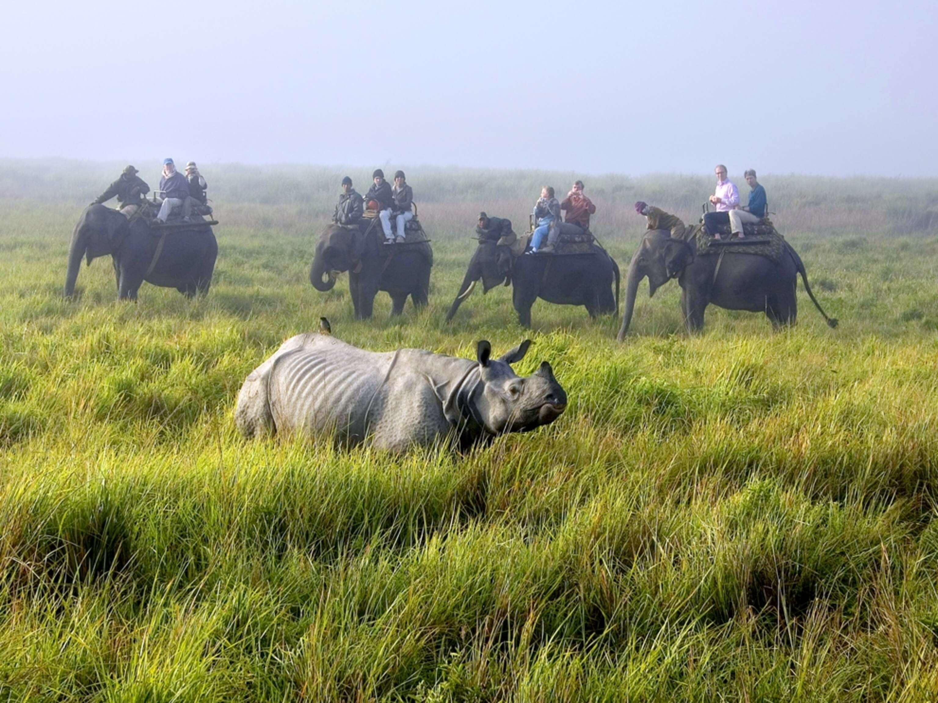 Rhino and people on elephants