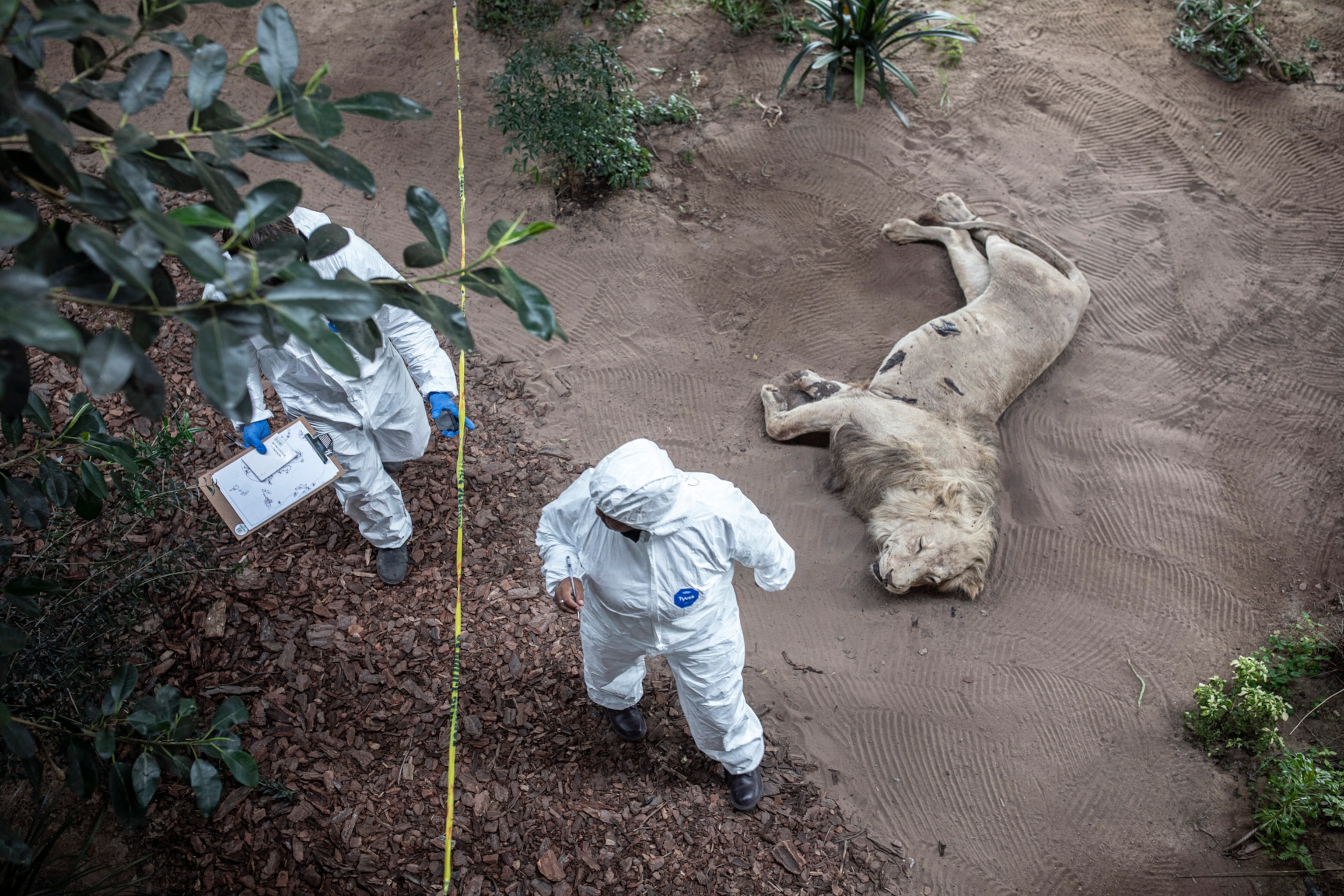 Two people in white protective suits examine a mock-up of a dead lion lying on sandy ground