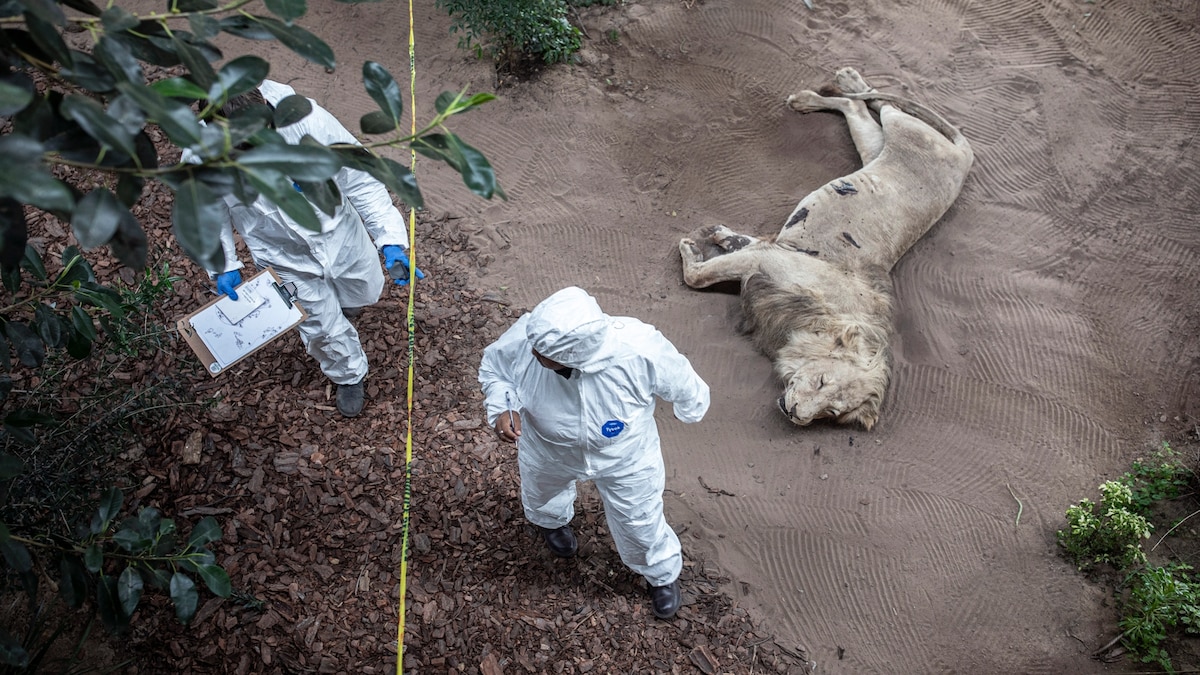 Inside the illegal lion trade