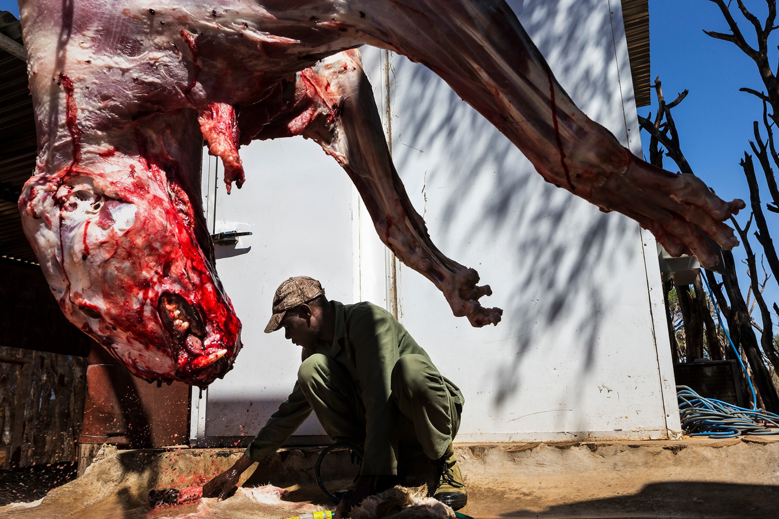 A worker cleans the skin from a freshly shot lioness.
