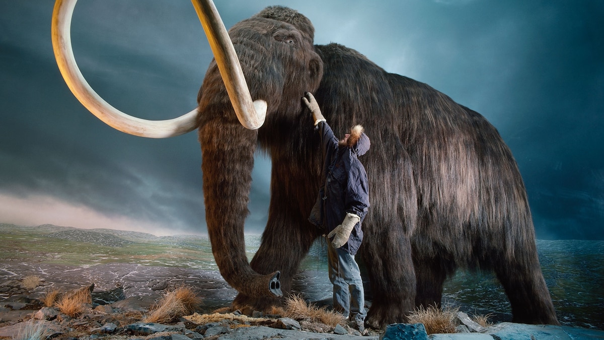 Alaskan Fossils