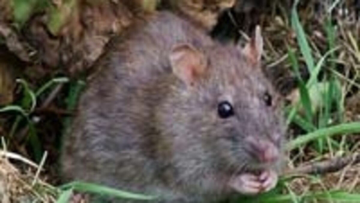 Effects of invading island rats ripple across land and sea | National ...