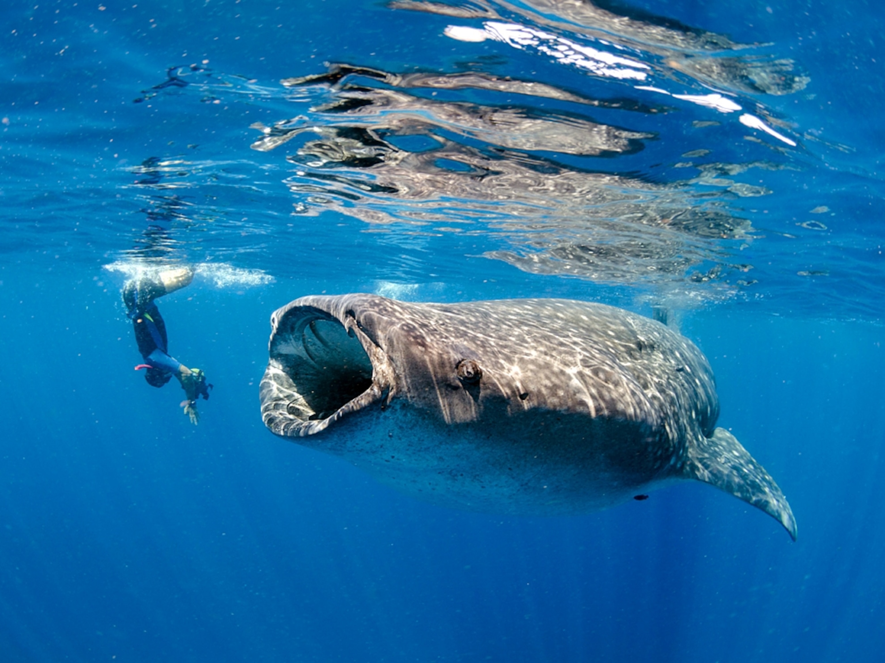 a whale shark feeding on bonito spawning, Isla Mujeres, Cancun, Yucatan, Mexico