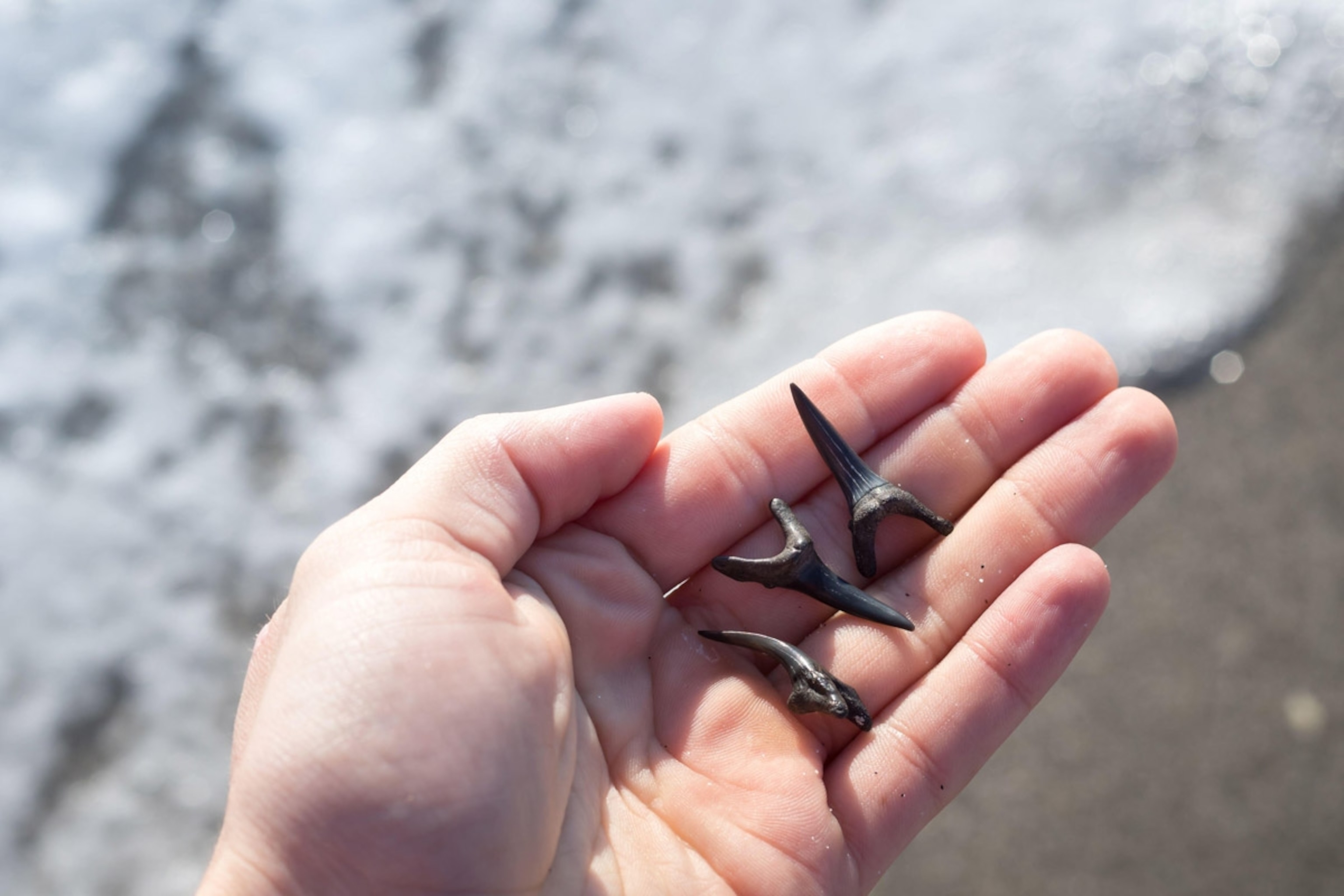 How to find shark teeth with your kids