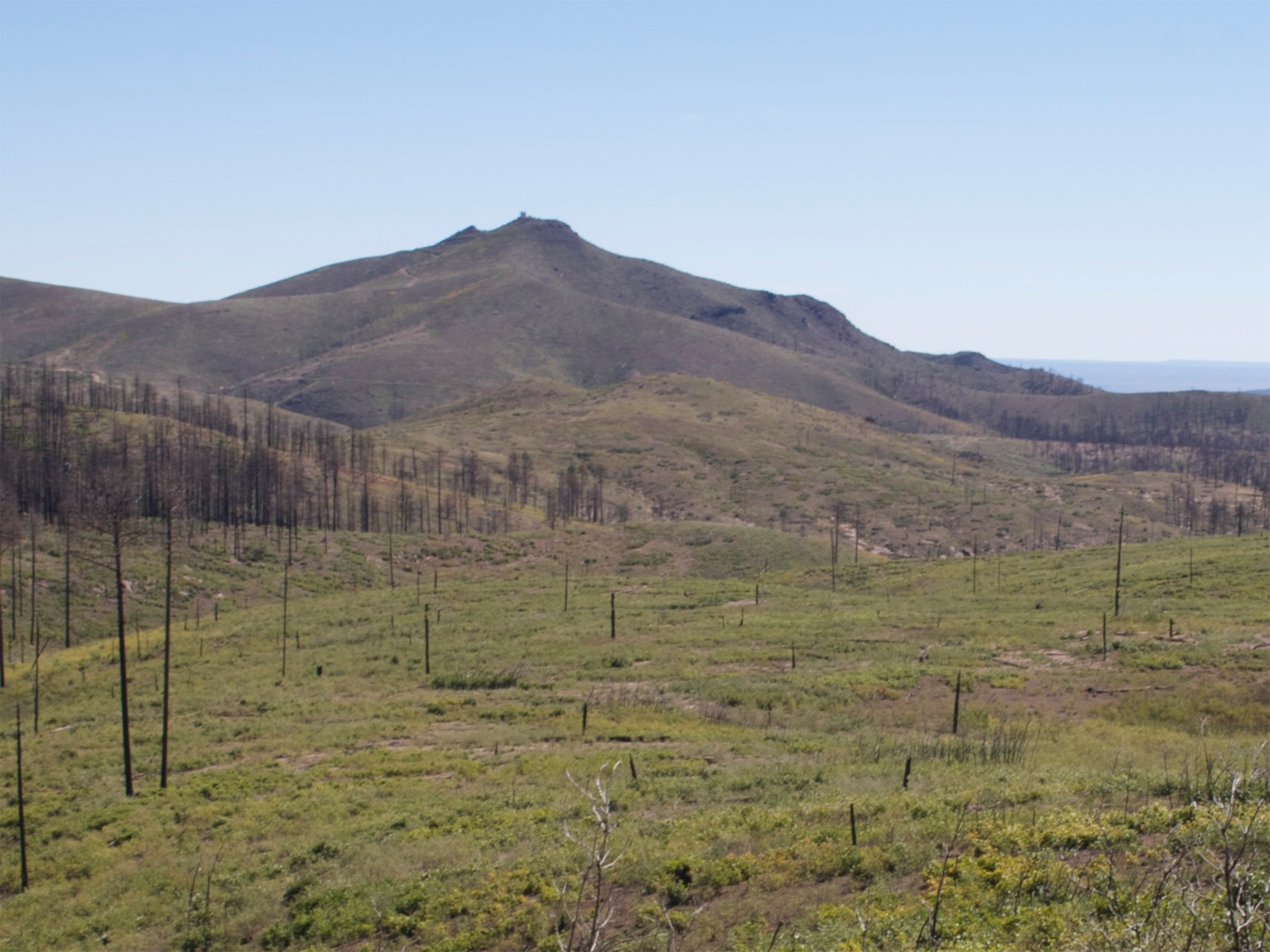 A green valley with new vegetation growing among charred tree trunks, showing forest recovery after a wildfire, with a mountain rising in the background.