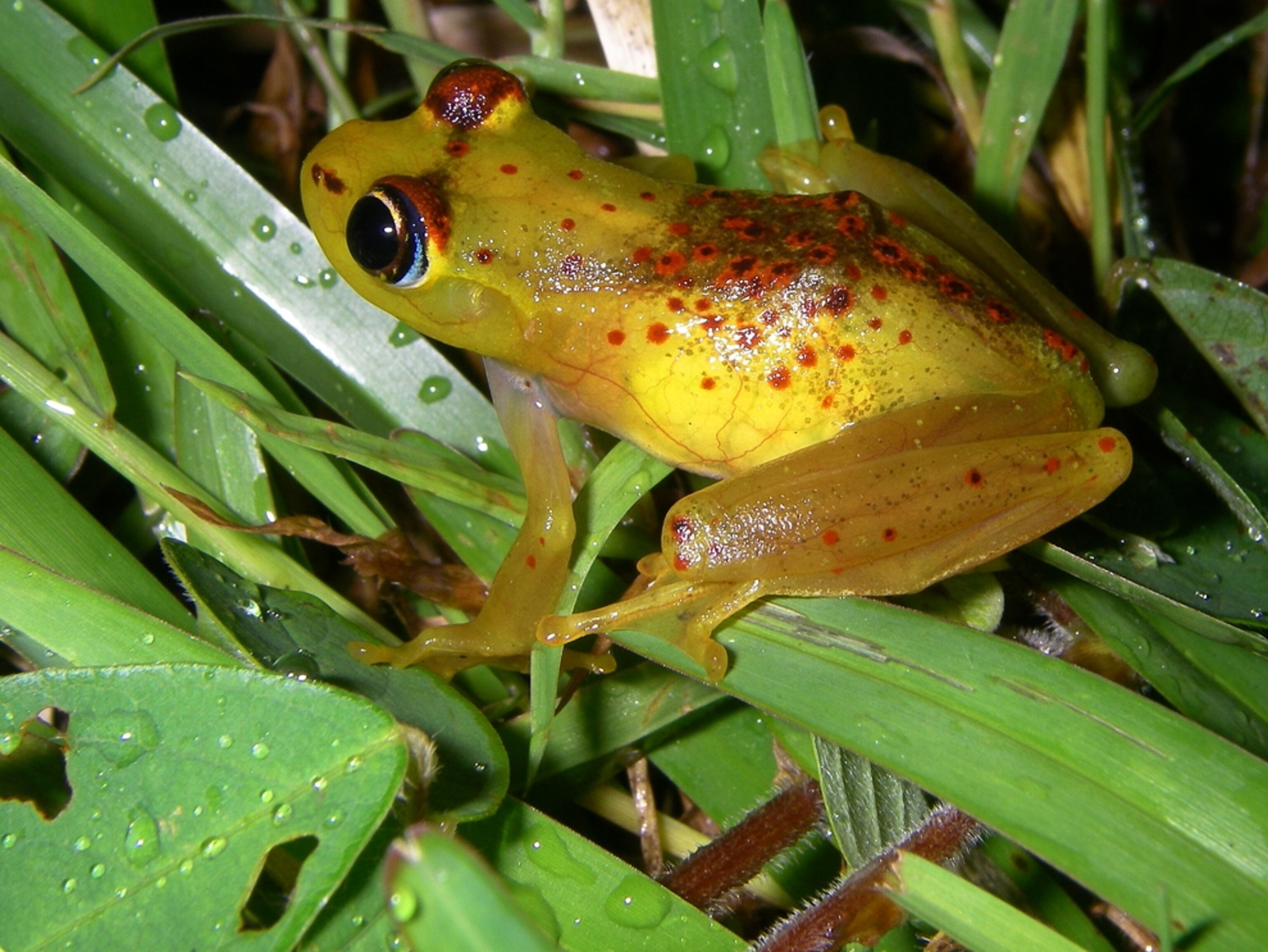 Boophis bottae, one of the new species found in Madagascar