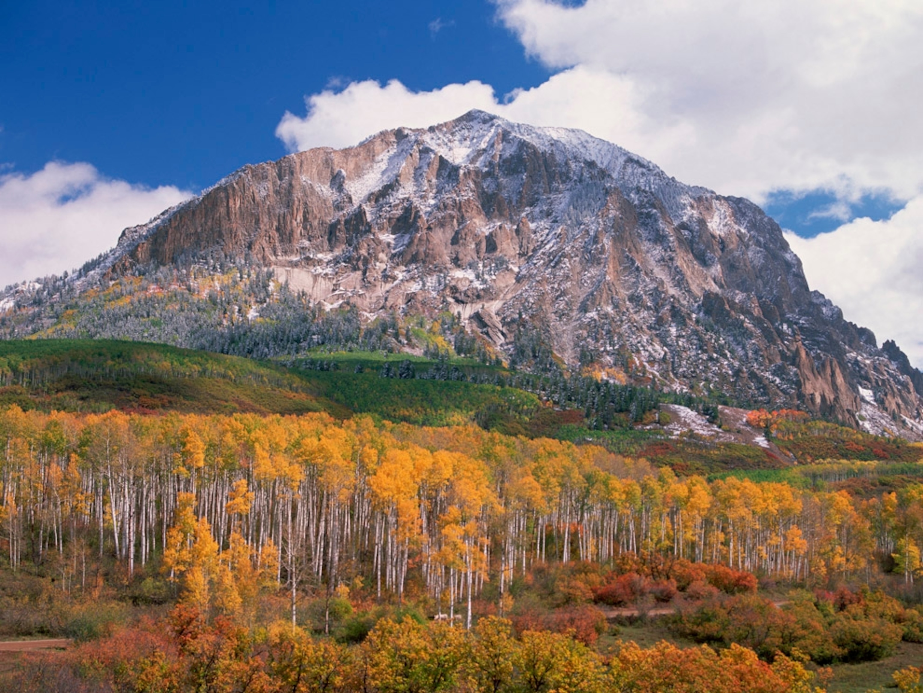 Mountain and aspen forest