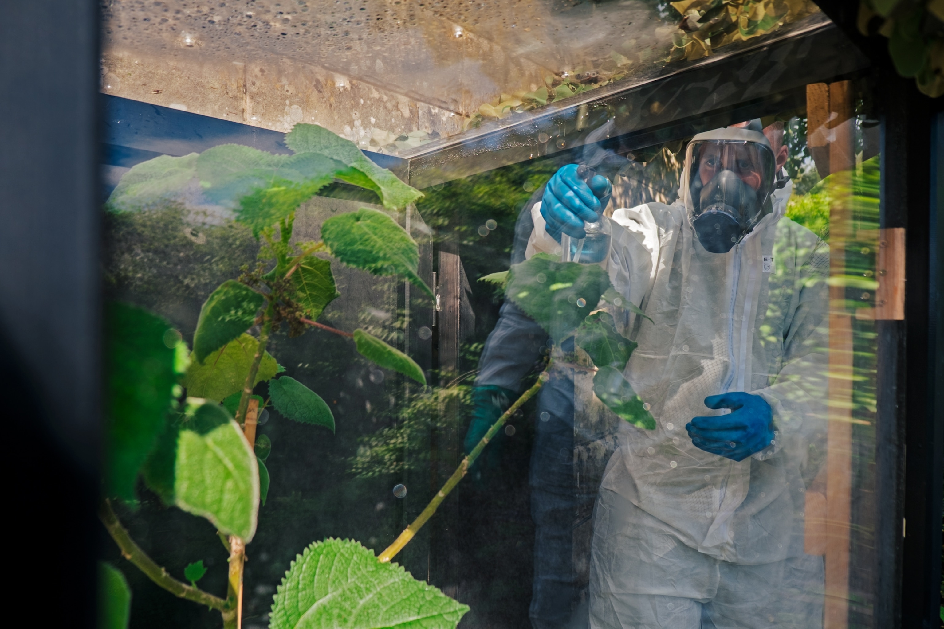 Person in mask, hazmat suit and gloves misting the plant kept in closed cabinet for safety.