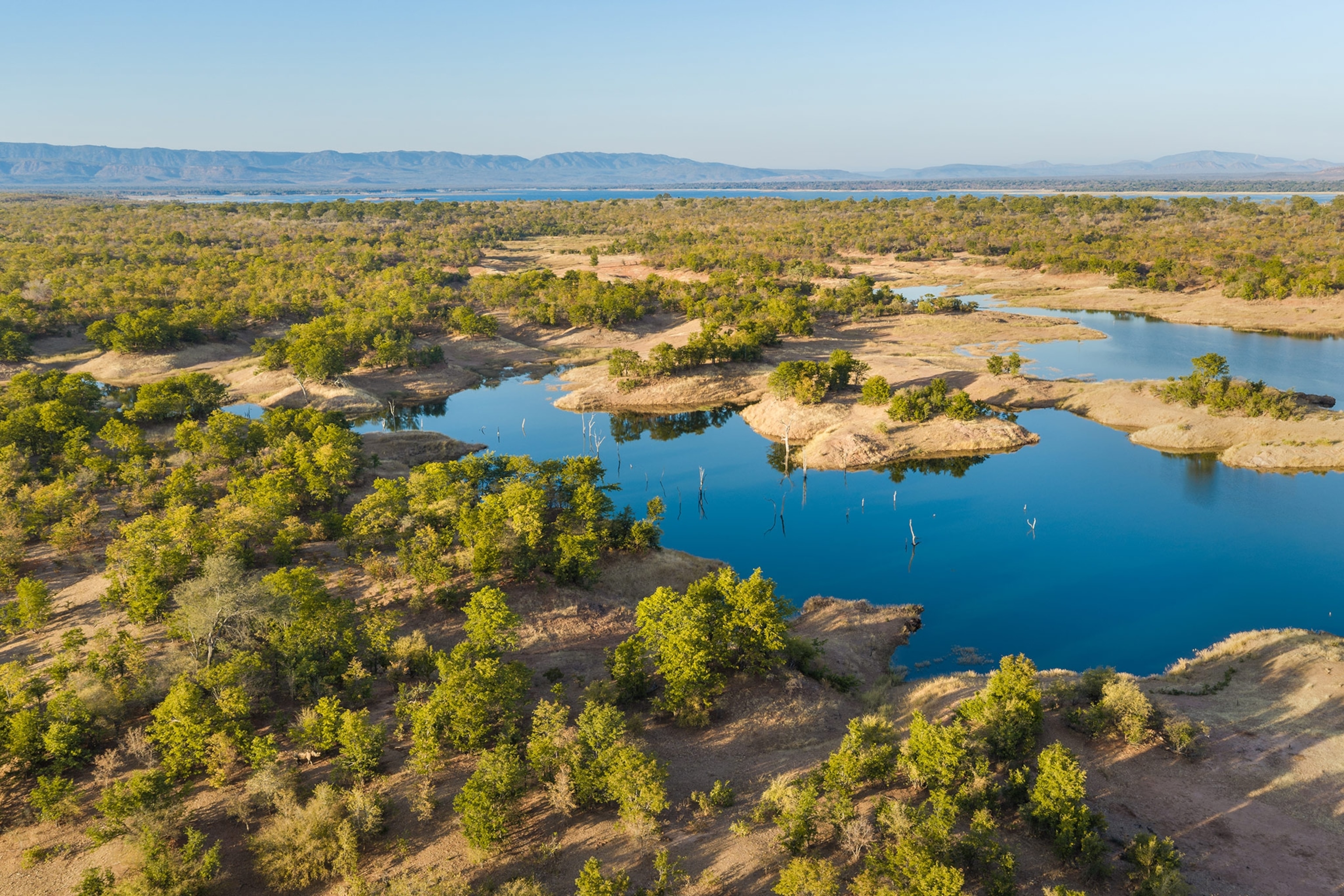 aerial view of a rhino in a shoreline grass and wood landscape