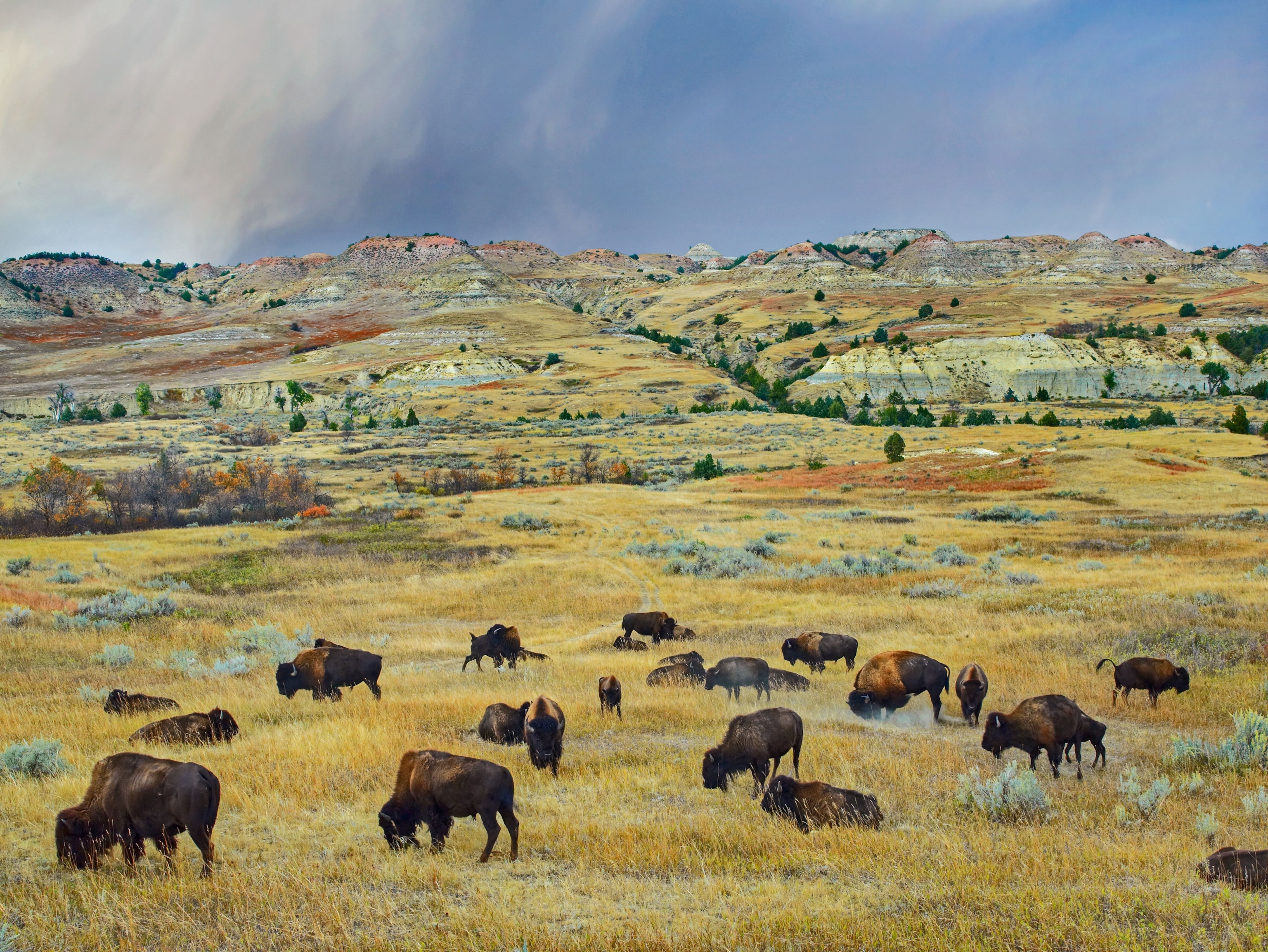 bison in North Dakota