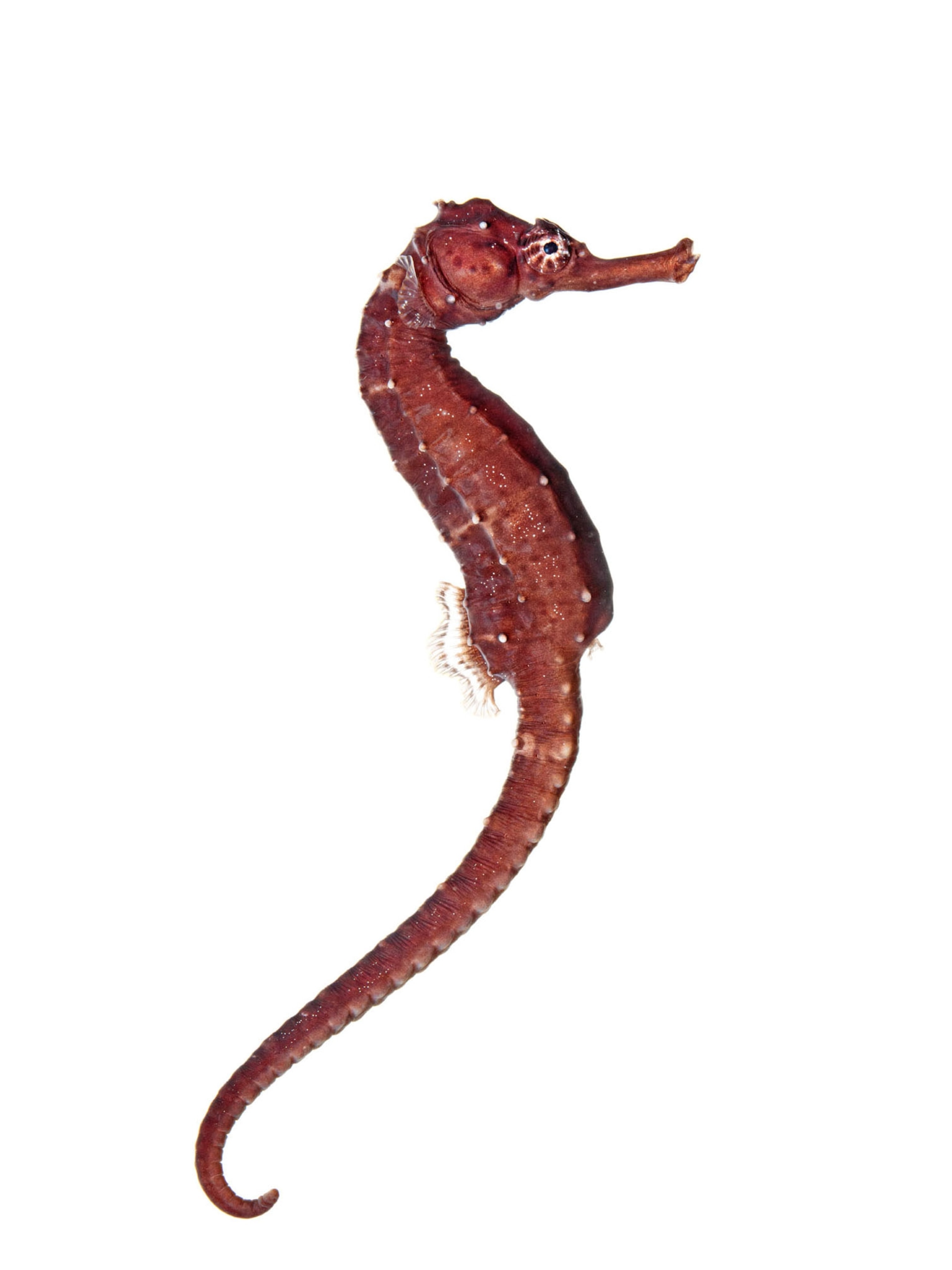 The weird, wondrous world of seahorses (3) The weird, wondrous world of seahorses (3)