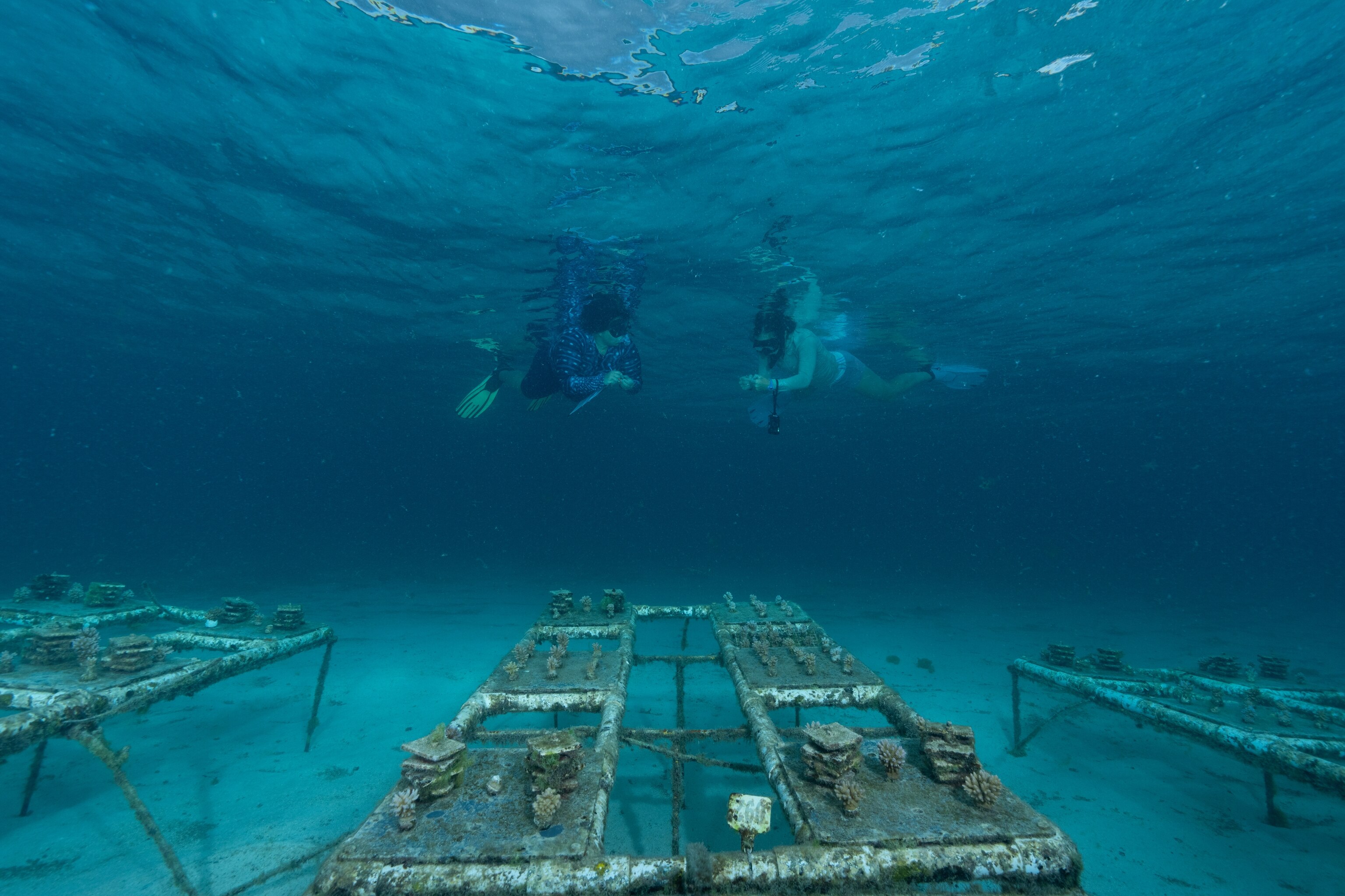 National Geographic Explorer Dr. Anya Brown (left) and team member Dr. Rachael Bay (right) recording measurements and data at the coral nursery.