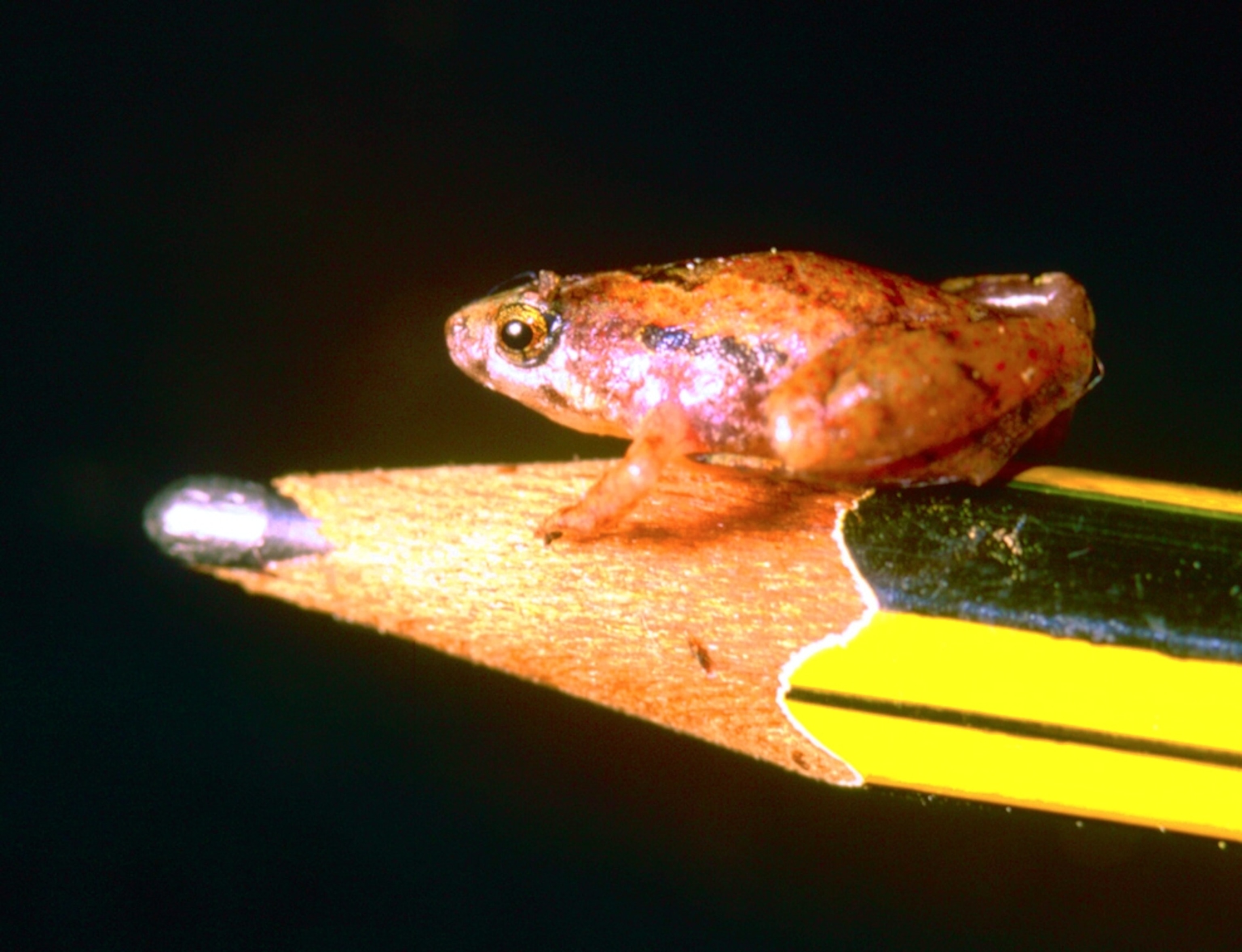a new species of pea-size microhylid frog sitting on a pencil tip.