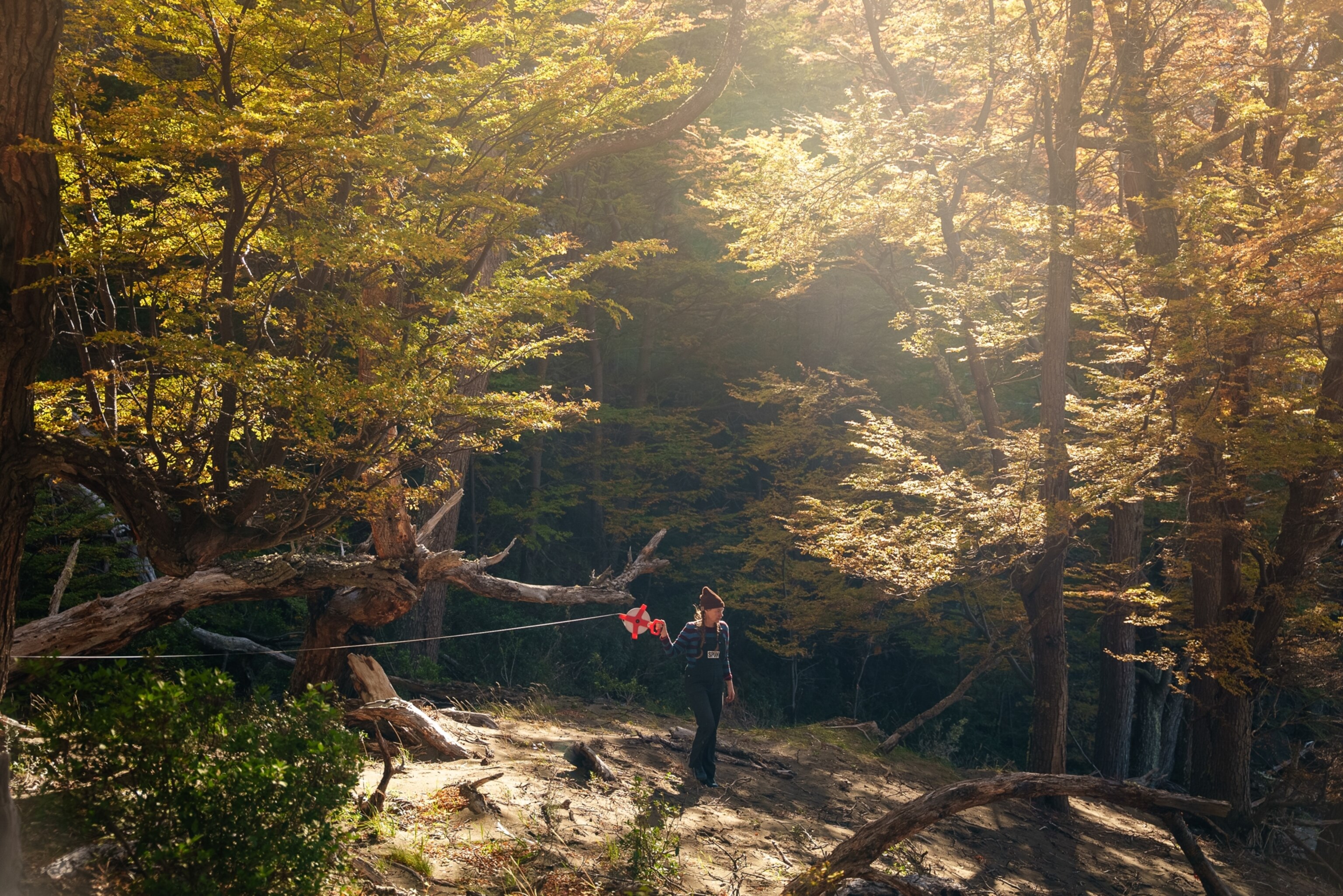 A person stands in a sunlit forest, surrounded by tall trees with golden leaves. They gazes upwards, holding a red spool of string