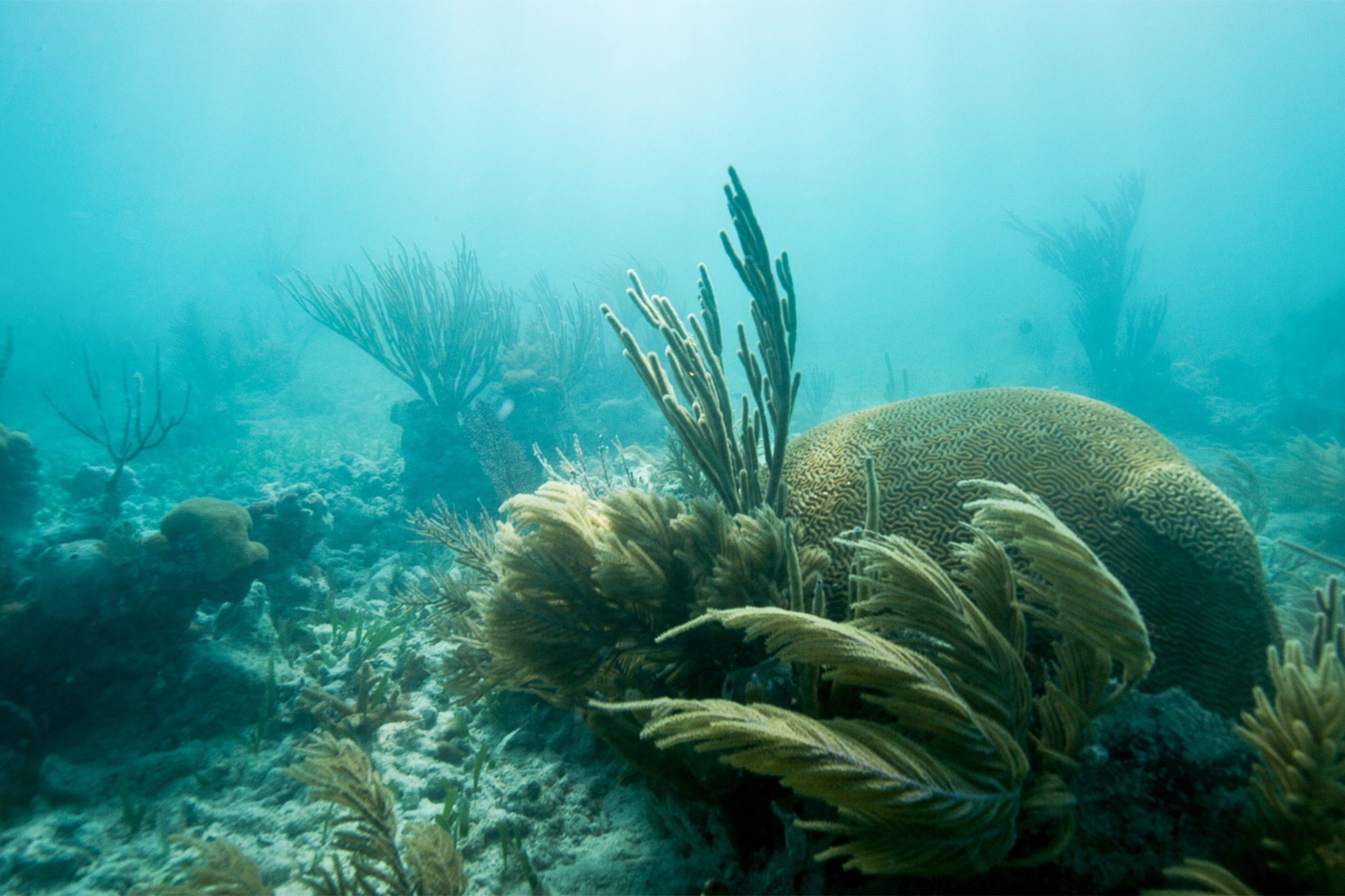 coral reef in Florida