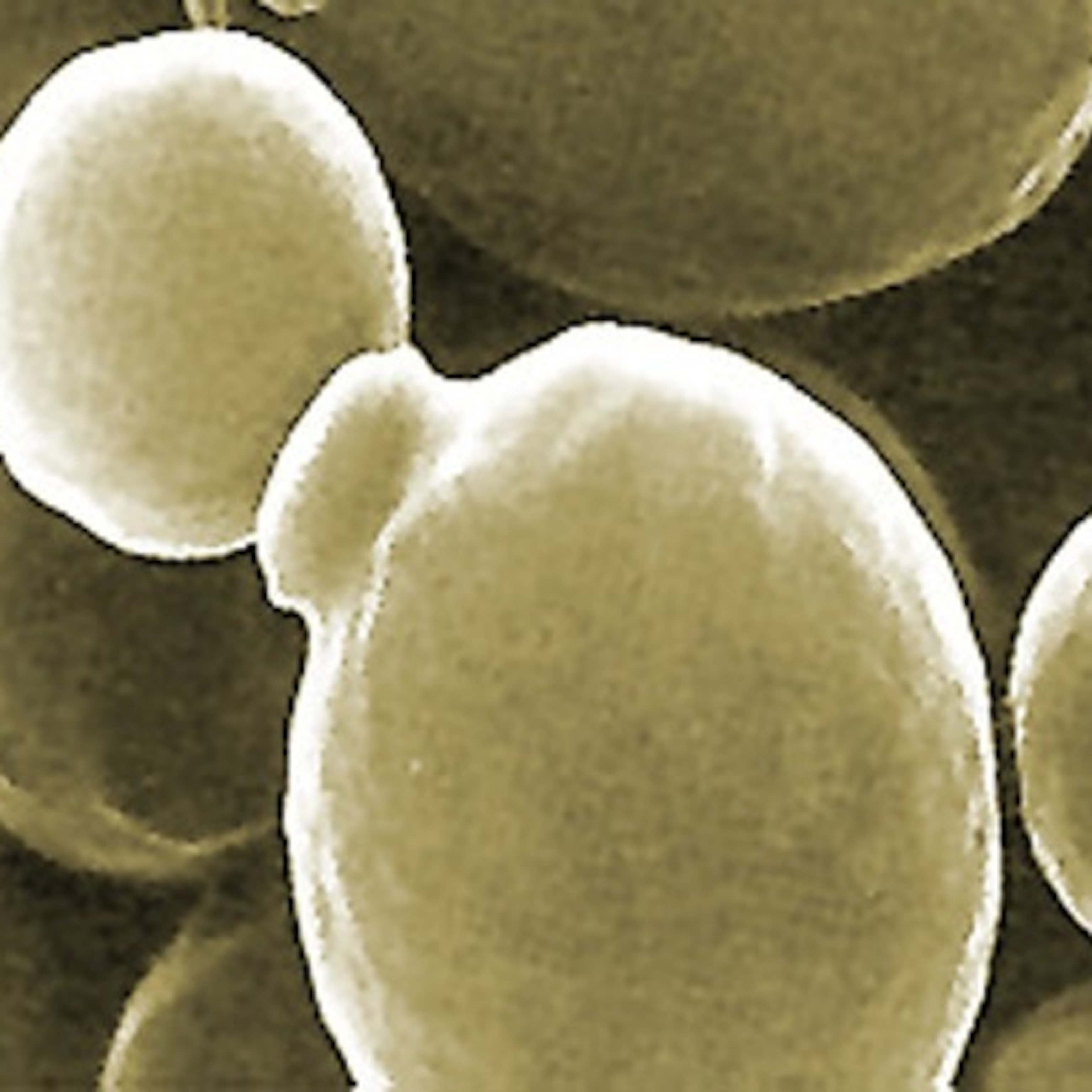 Need To Feed Could Have Driven Single Cells To Evolve Into Colonies