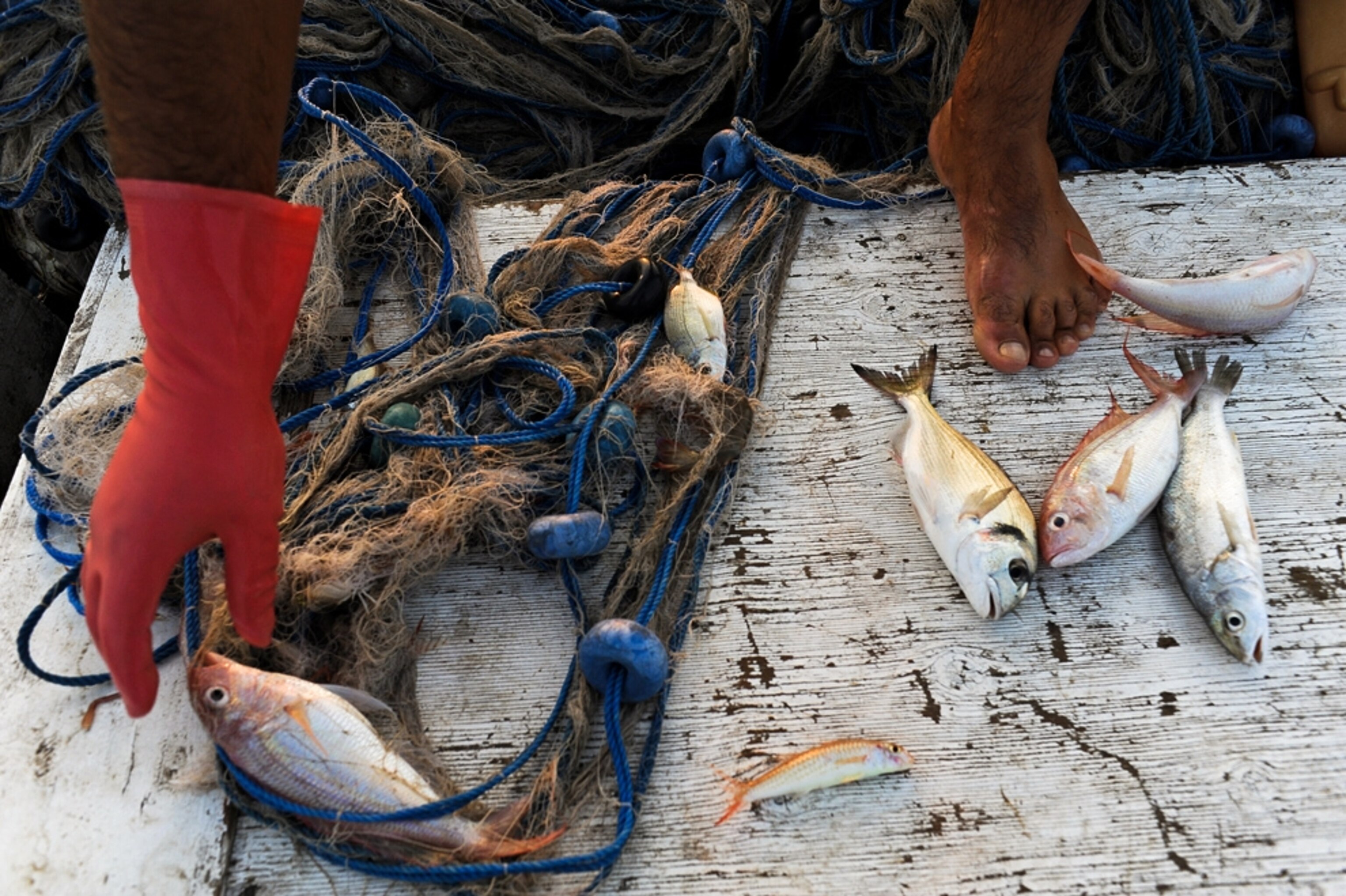 Fish are separated from nets lifted from the Mediterranean Sea near Yumurtalik, Turkey