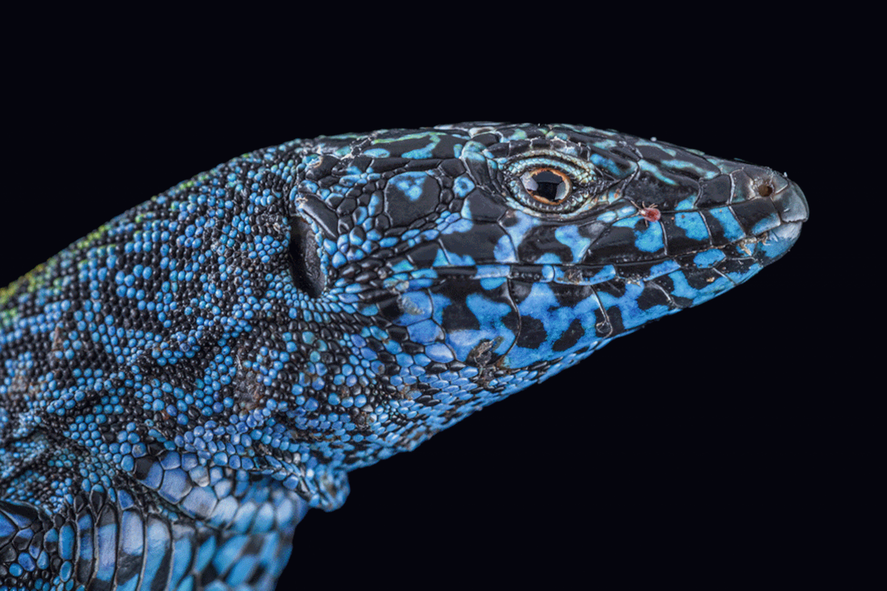 Alternating lizard heads in different colorful patterns