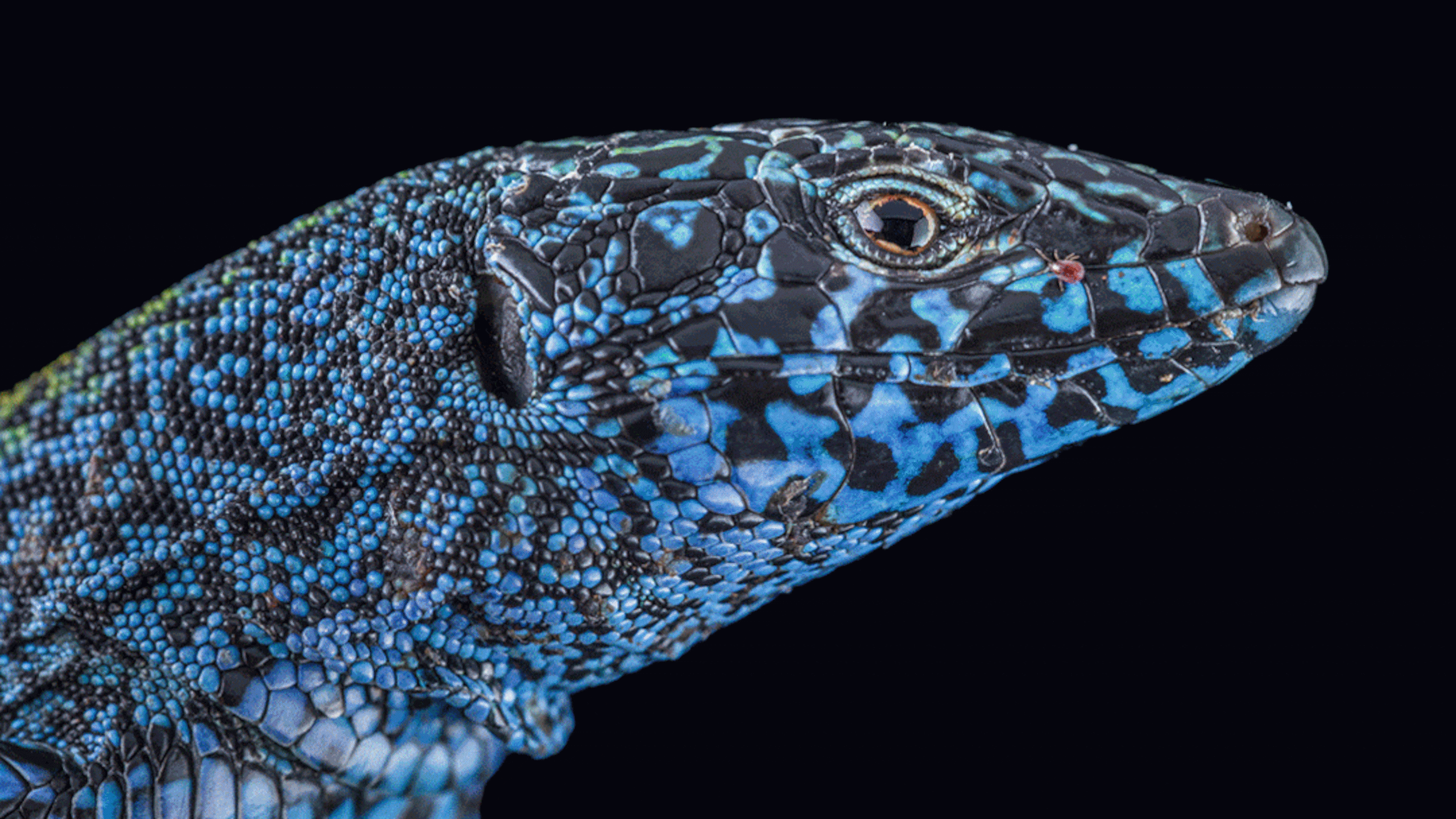 Can Ibiza's colorful lizards survive a snake explosion?