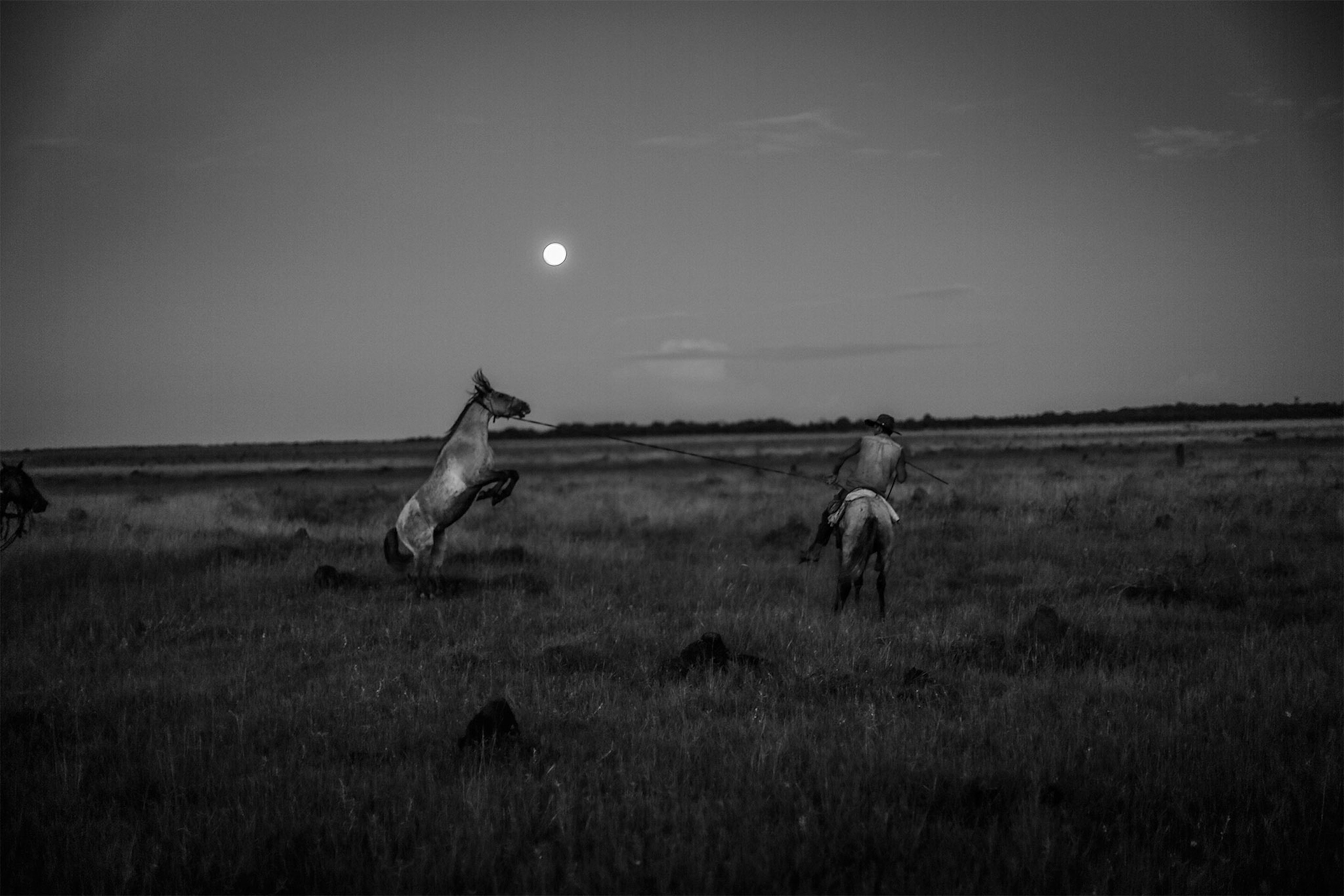 a man lassoing a horse