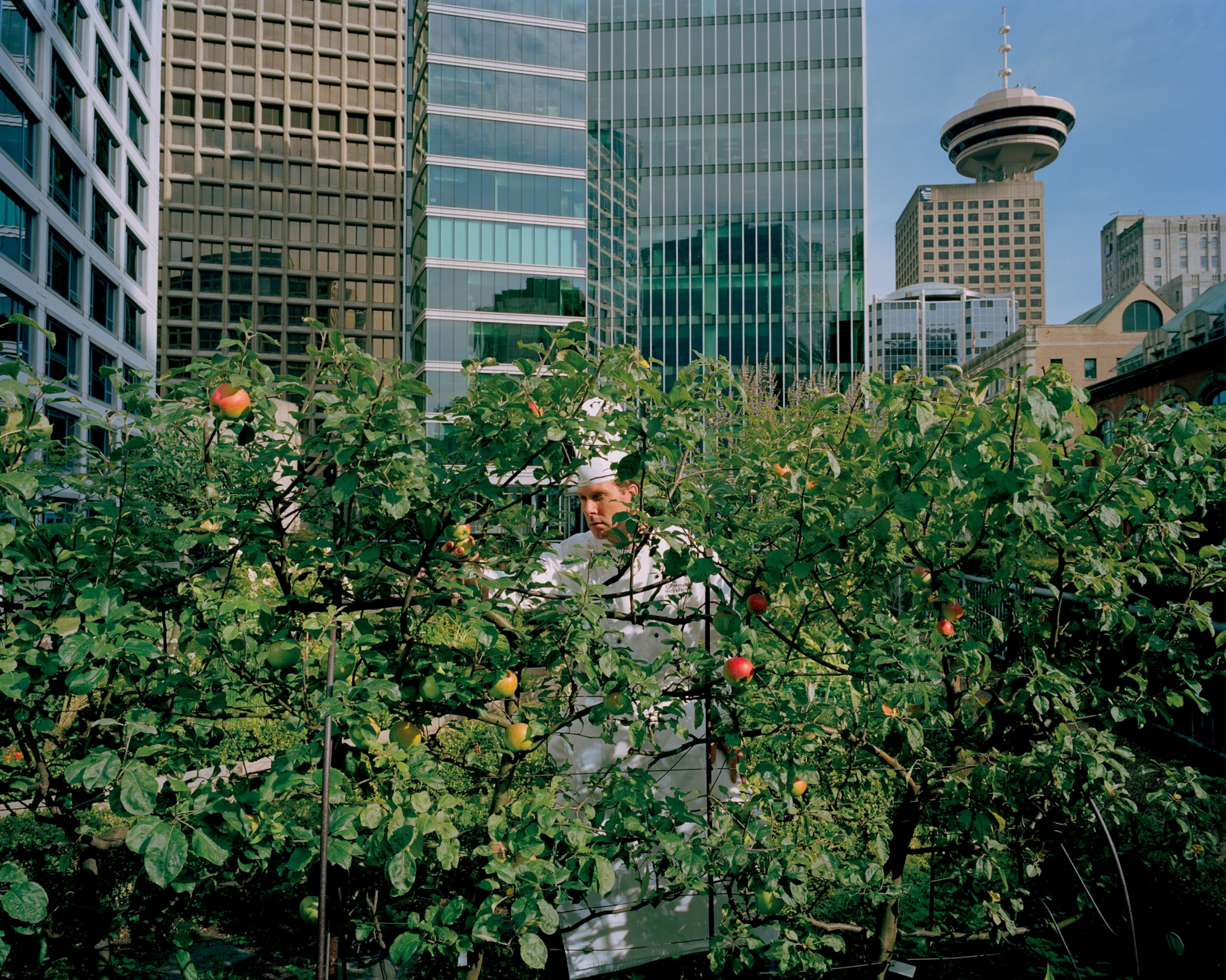 a chef at Vancouver's Fairmont Waterfront hotel harvesting apples