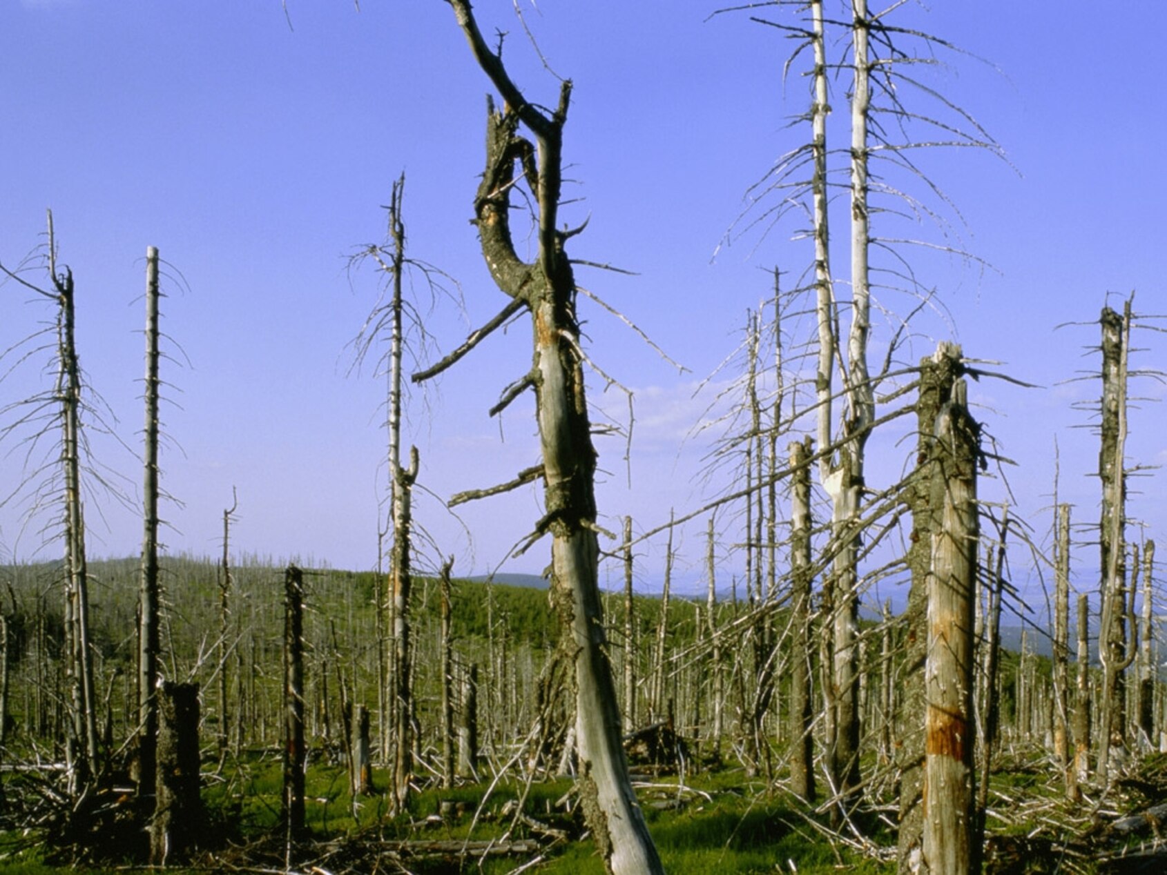 trees in Poland weakened by acid rain