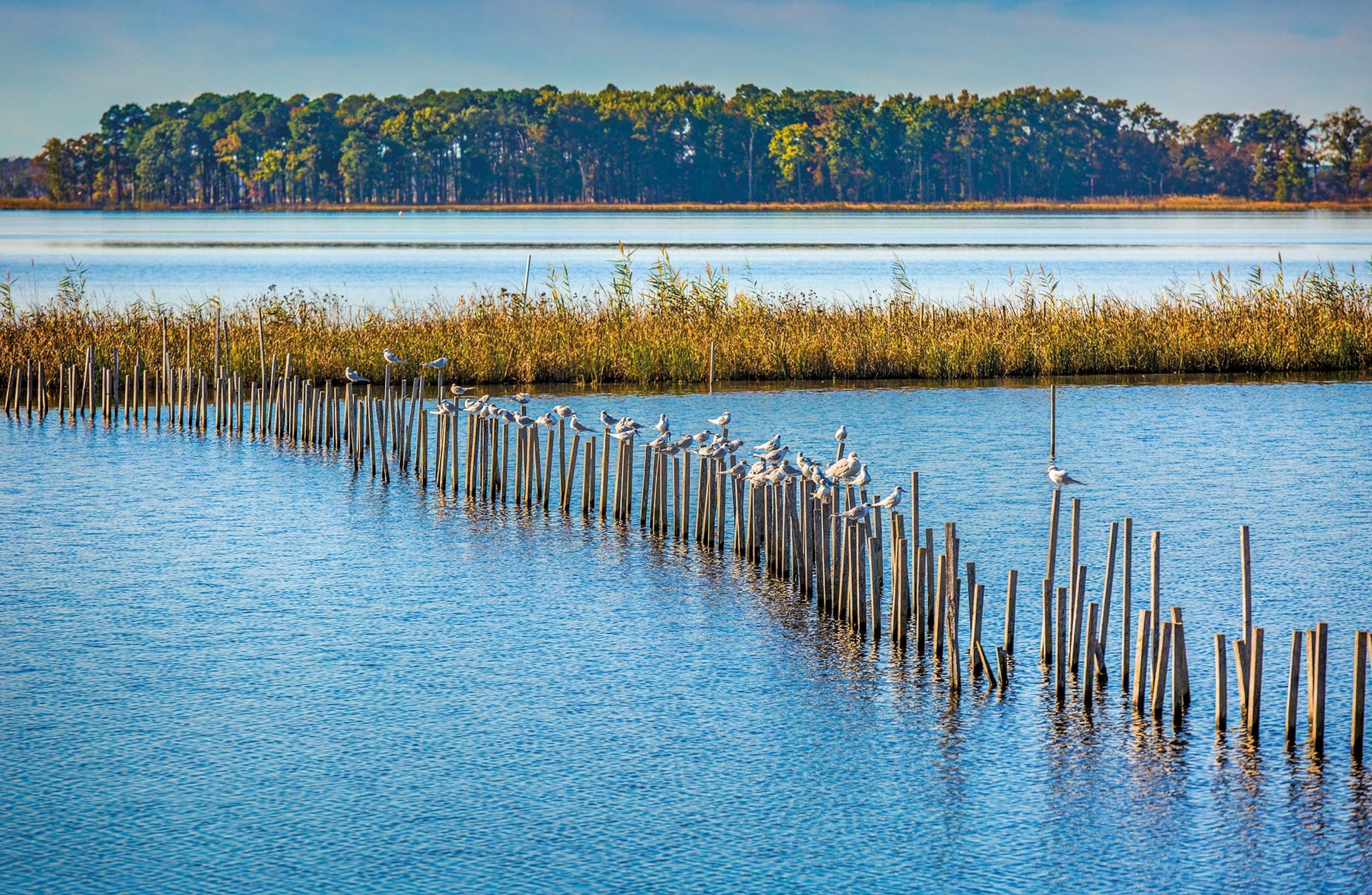 A view of the wetlands in Blackwater National Wildlife Refuge in Maryland