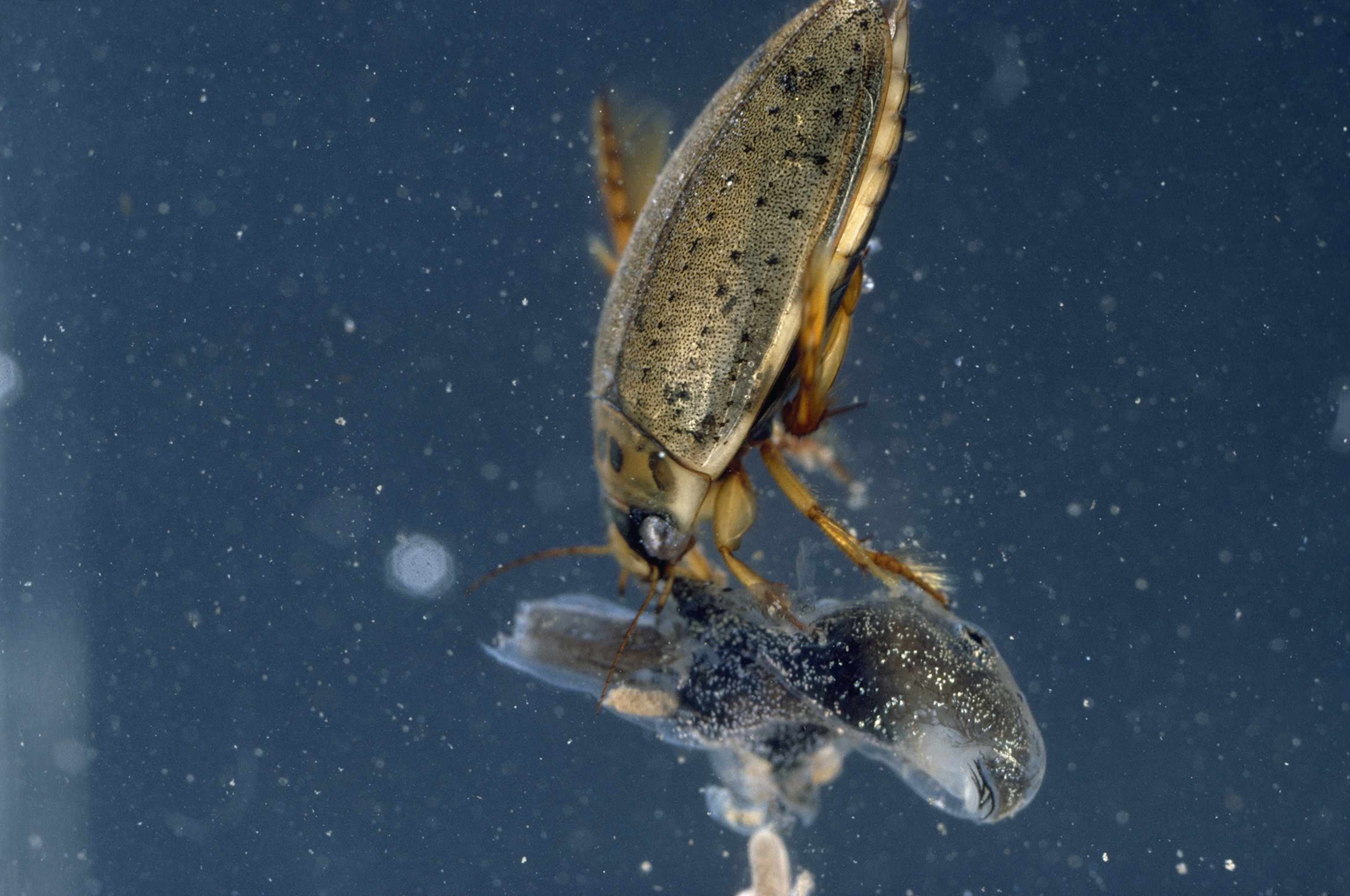 A beetle bites of the tail of a tadpole to prevent it from escaping.