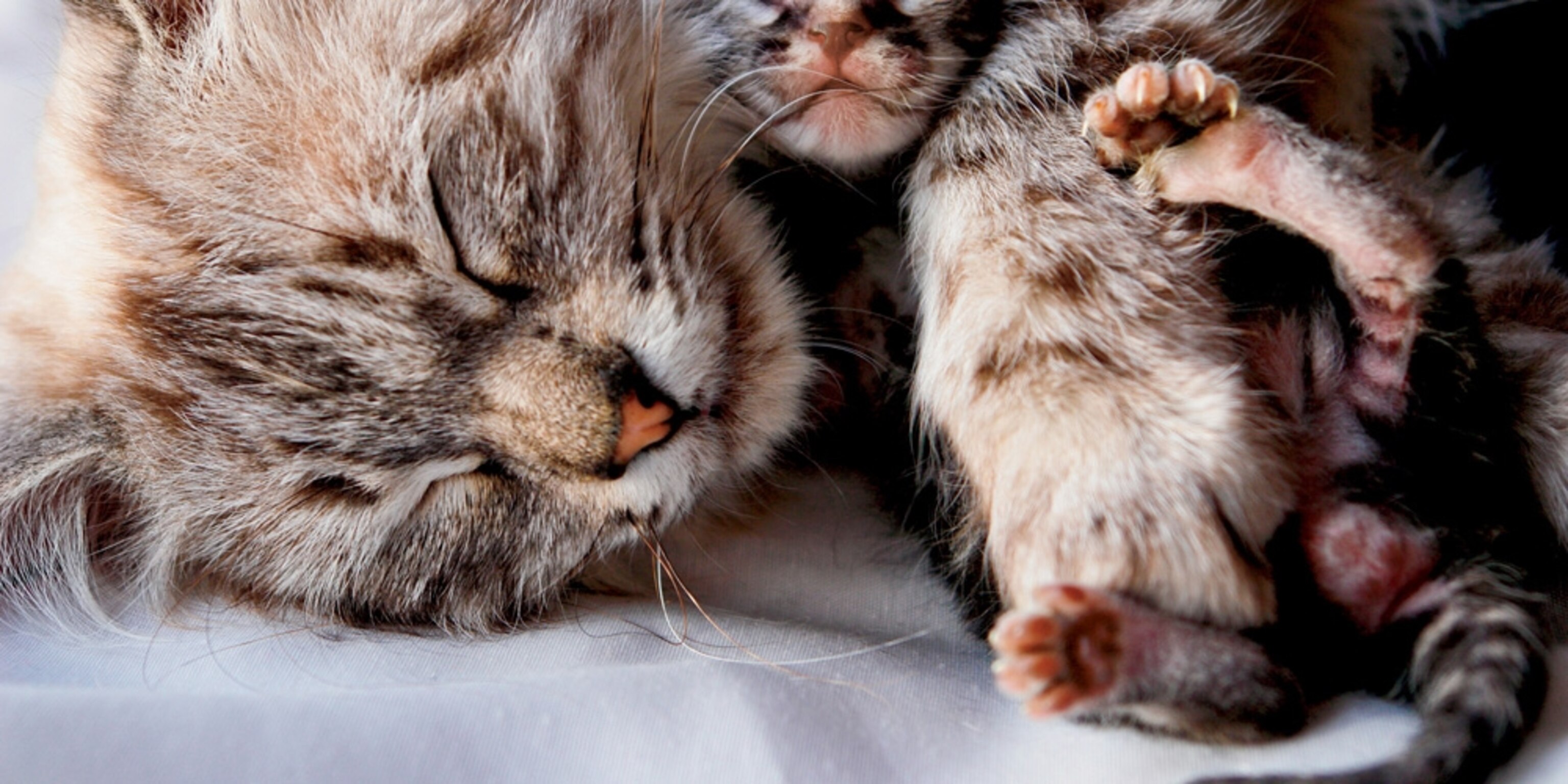 Motheru0027s Love Photos -- National Geographic