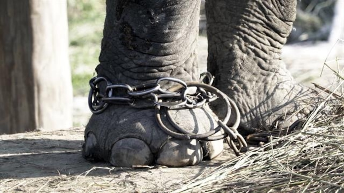 Captive Elephants Freed From a Life in Chains