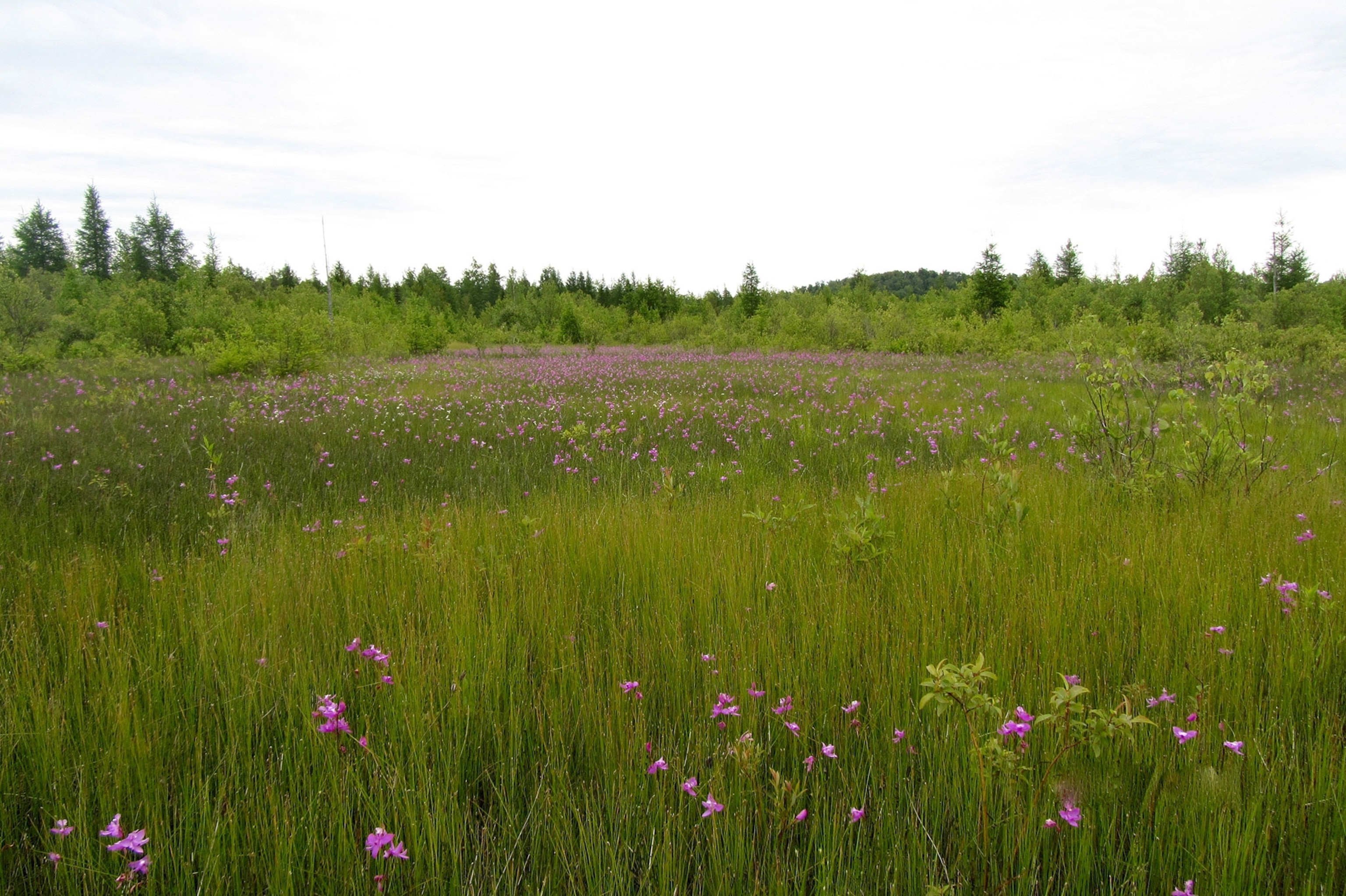 orchids in a field