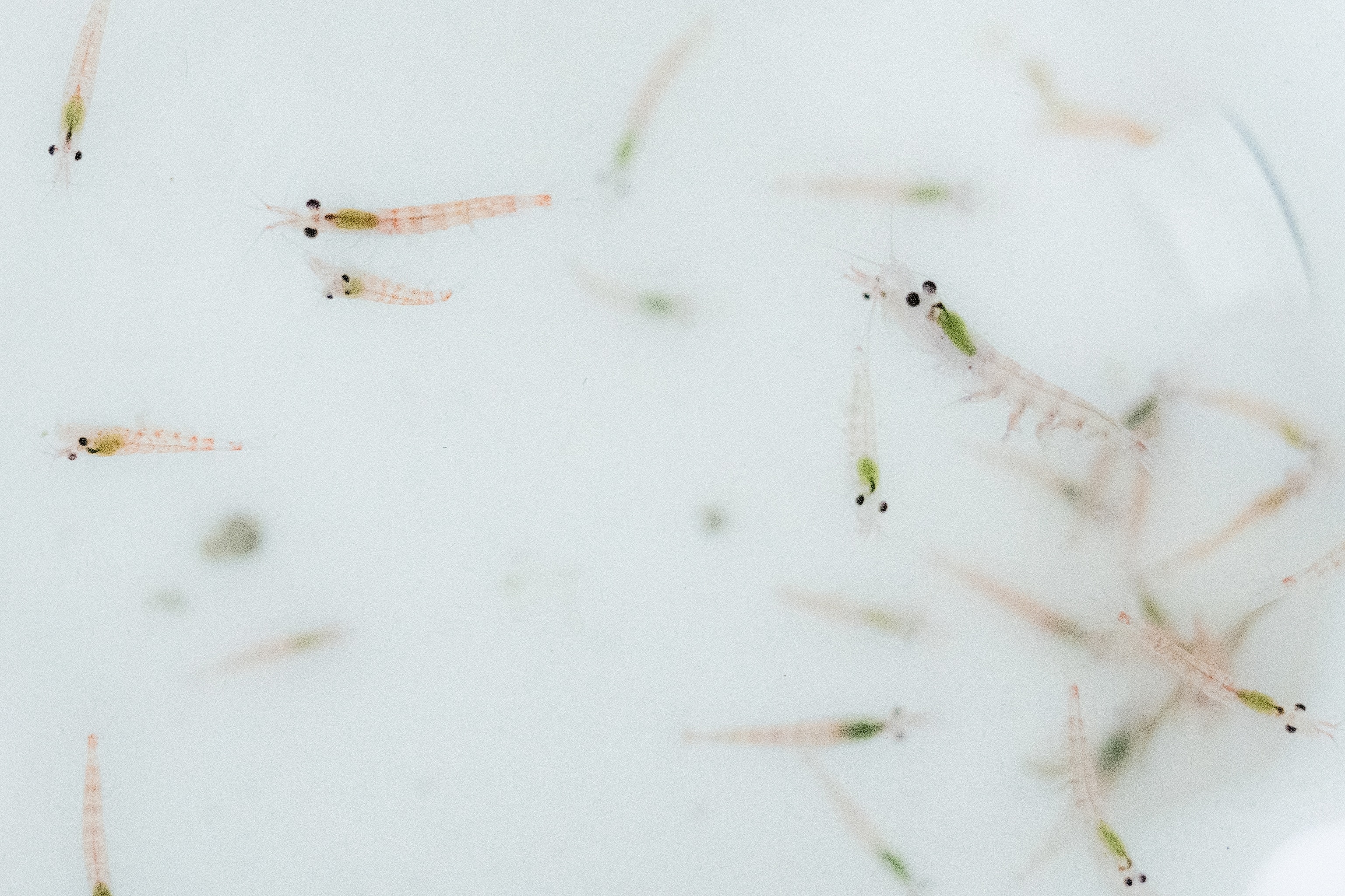 Specimens of Antarctic krill that were collected during one of the dives of the ROV Subastian in the Weddell Sea, Southern Ocean, Antarctic.