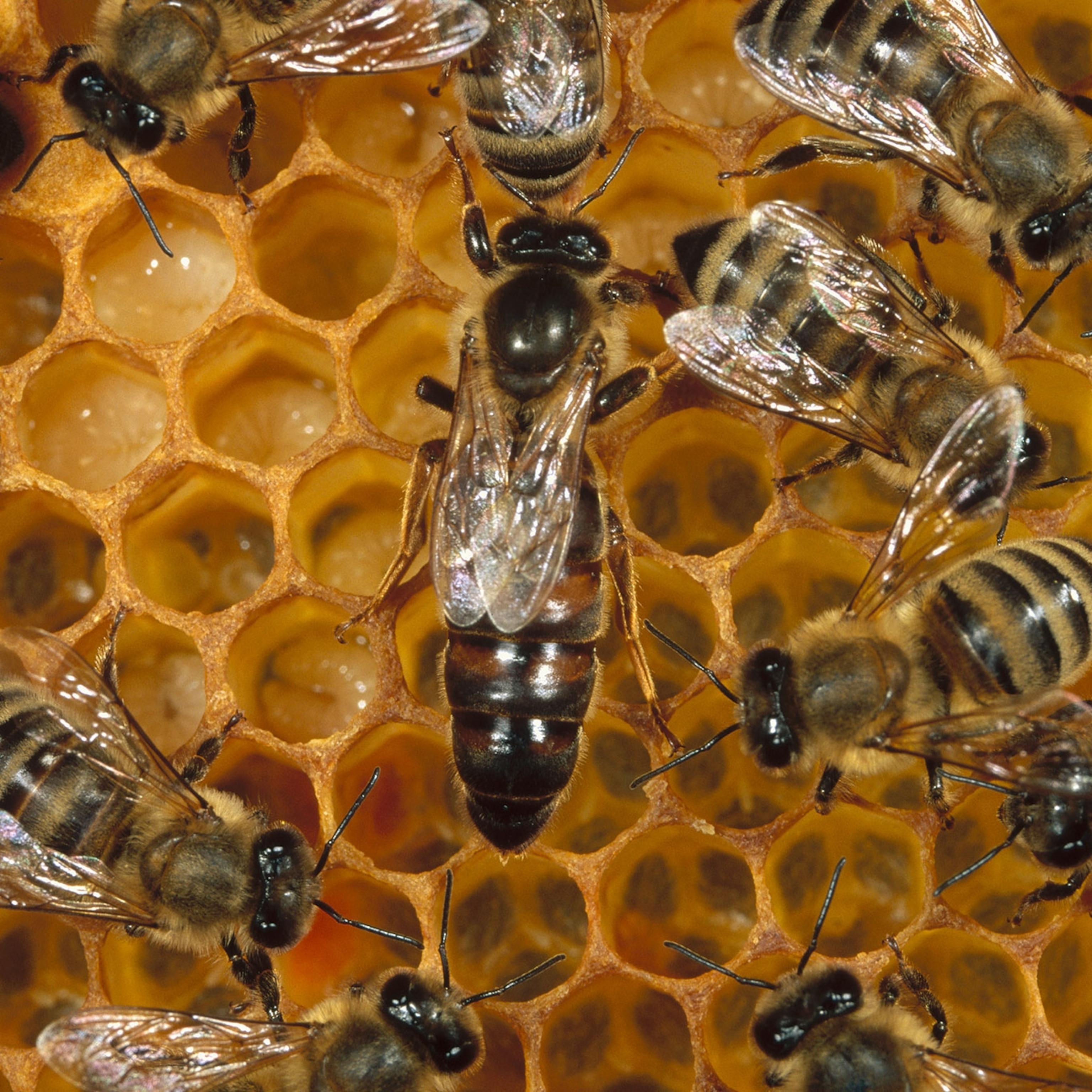 How Humans Are Hurting Honeybees Ability To Reproduce