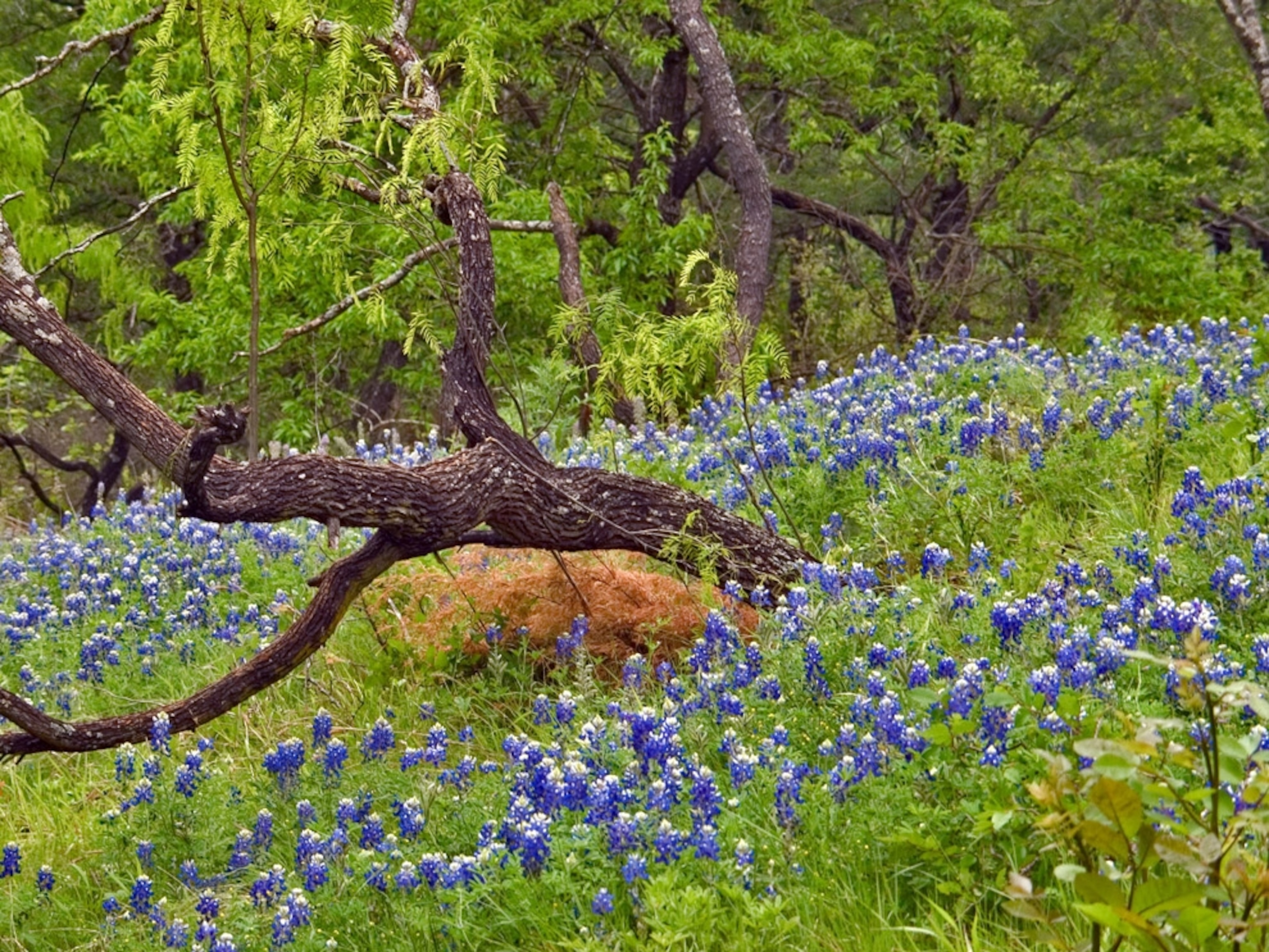 Bluebonnets
