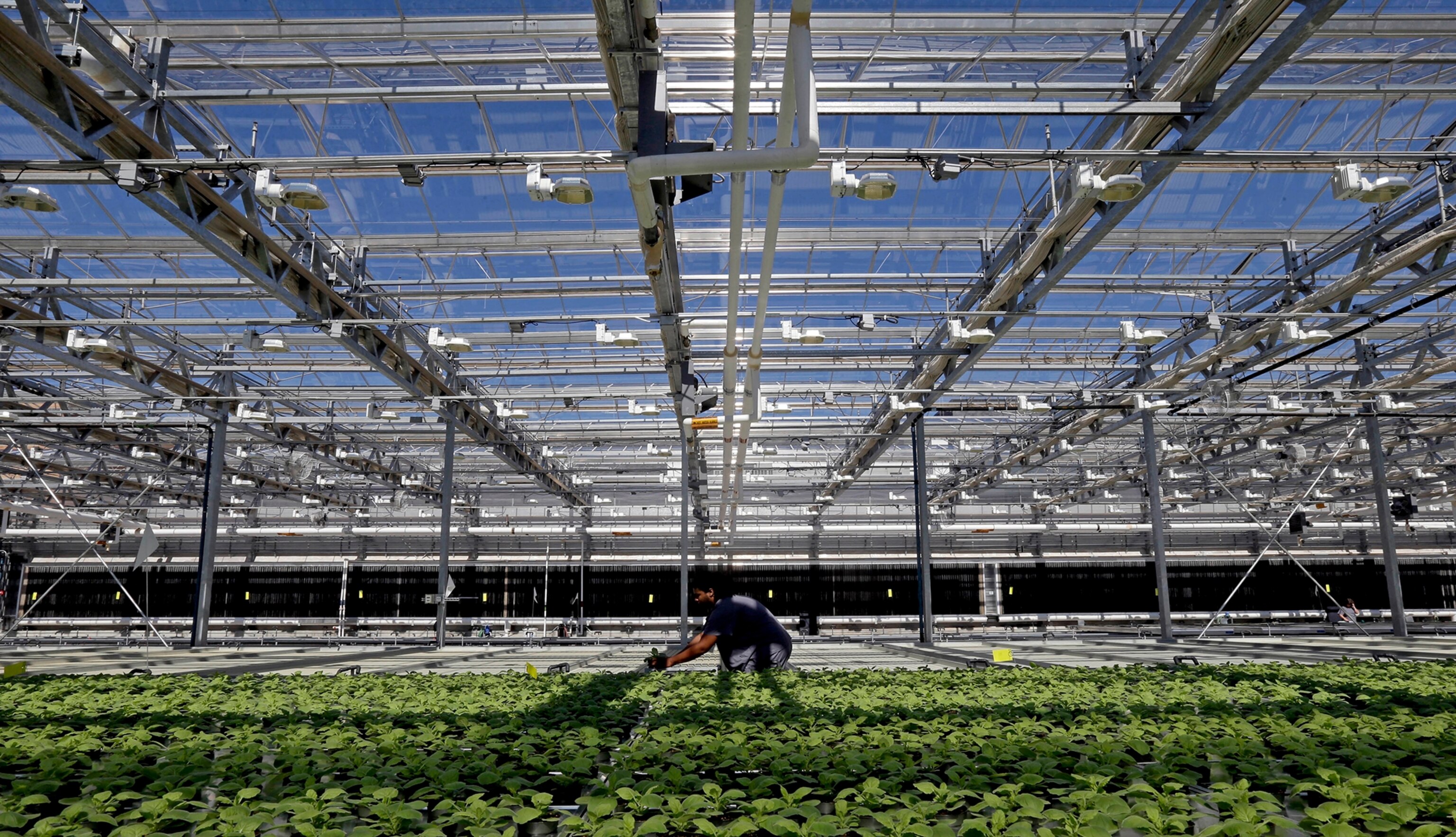 a professor holding a vial of experimental Ebola vaccine.