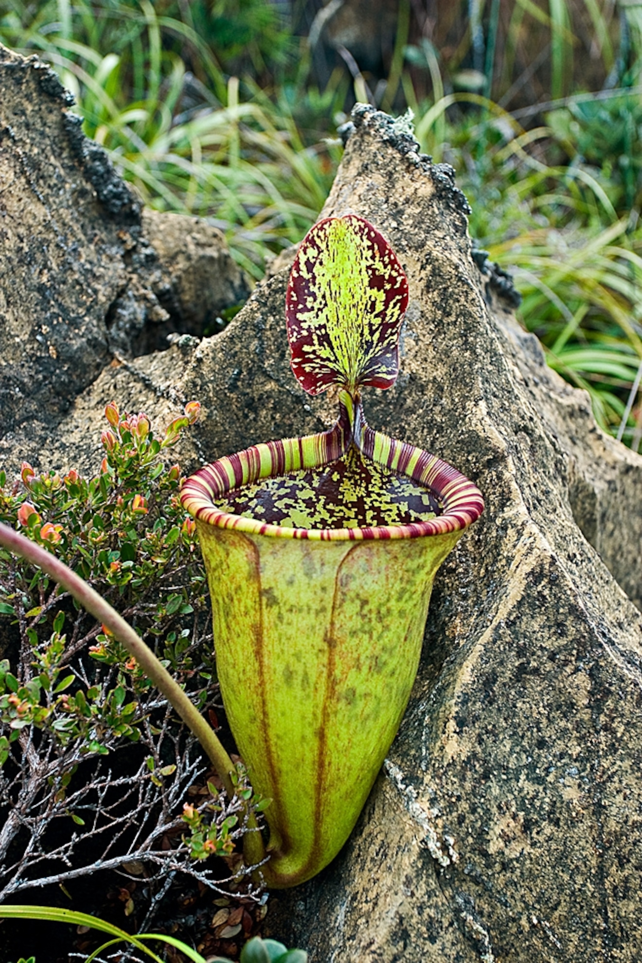 A carnivorous plant with a football-sized, fluid-filled pitcher is among the top ten new species described in 2009.