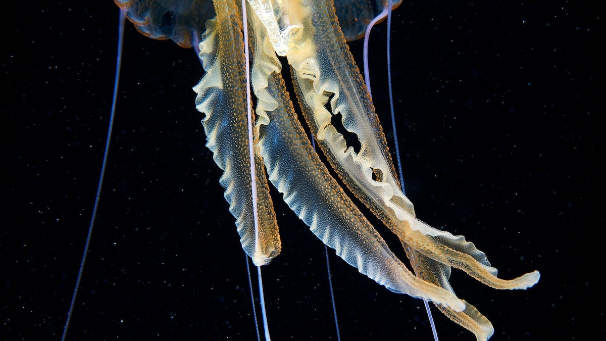 Plastic Cigarette Wrapper Found Inside a Jellyfish
