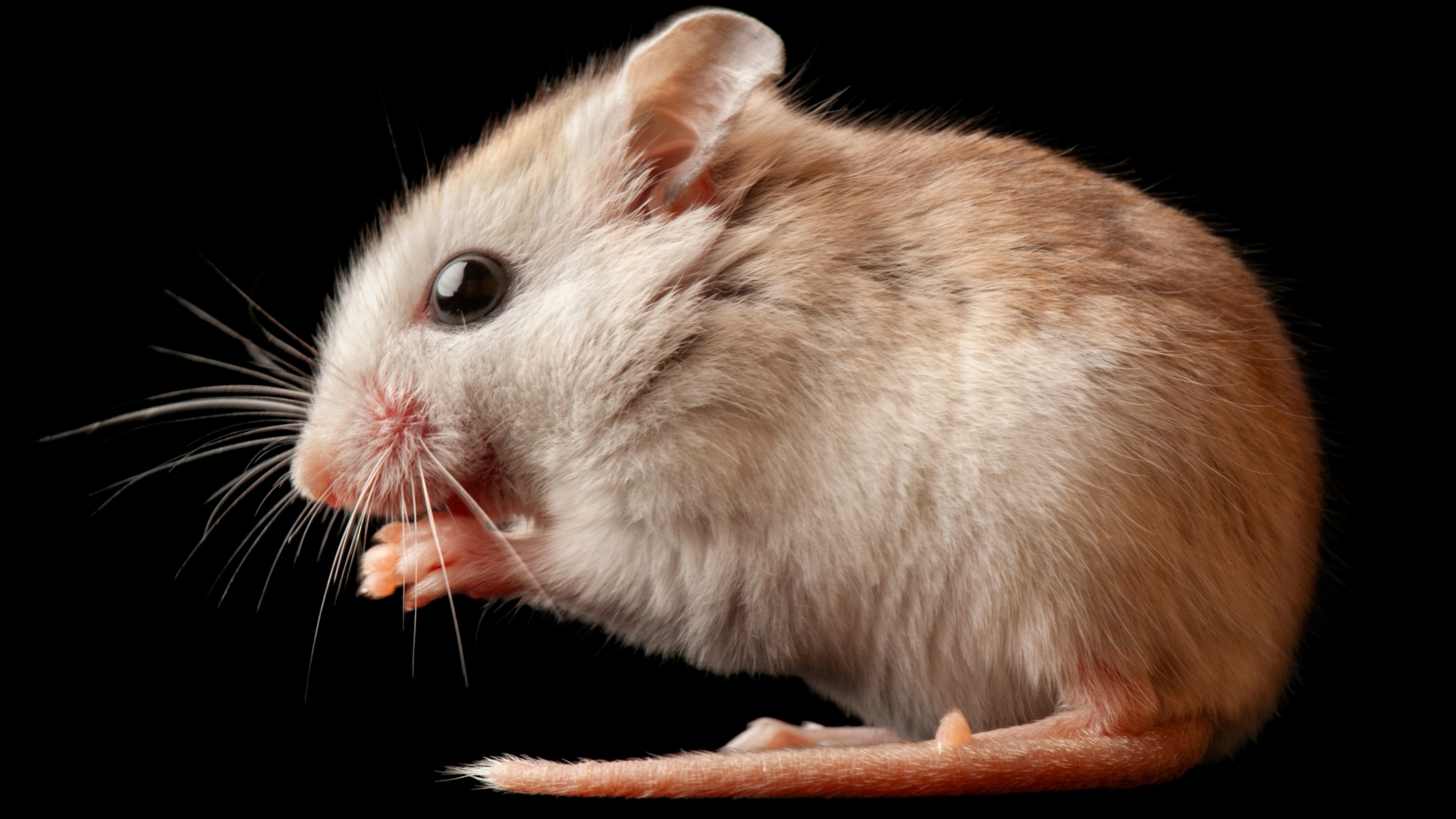 These 5 lesser-known species may vanish. If they do, we’re all in trouble.